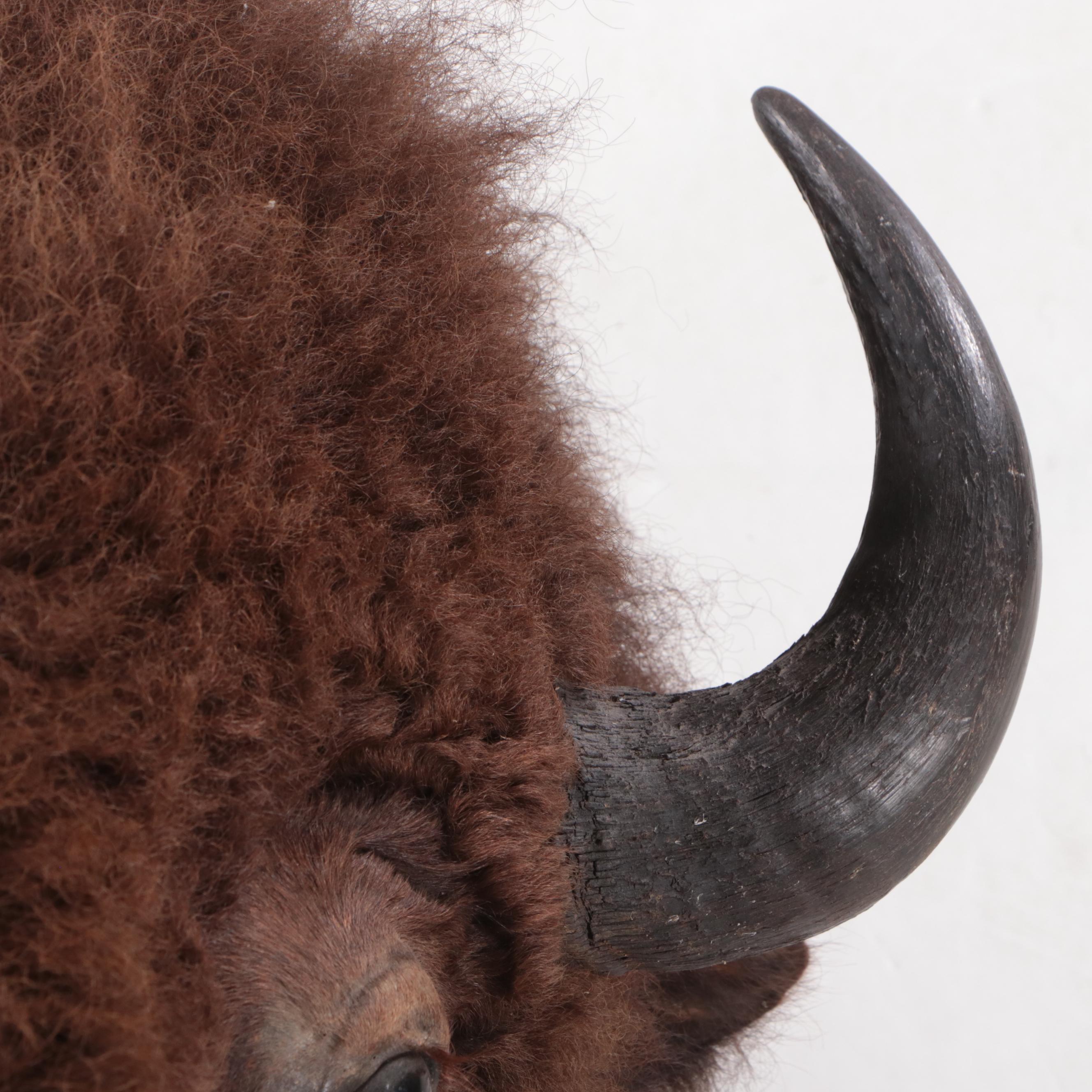 Taxidermy Bison Shoulder Mount