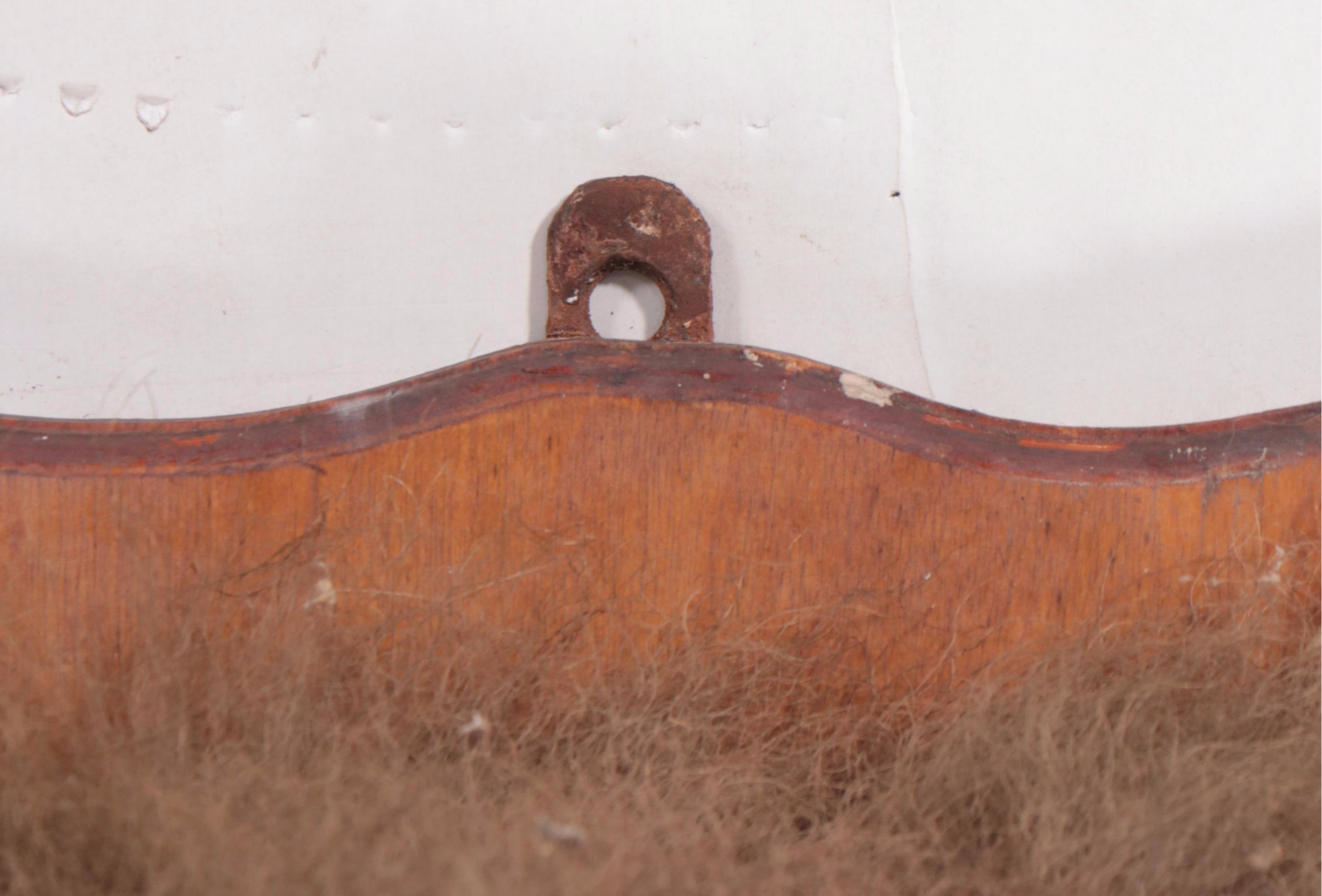 Taxidermy Bison Shoulder Mount