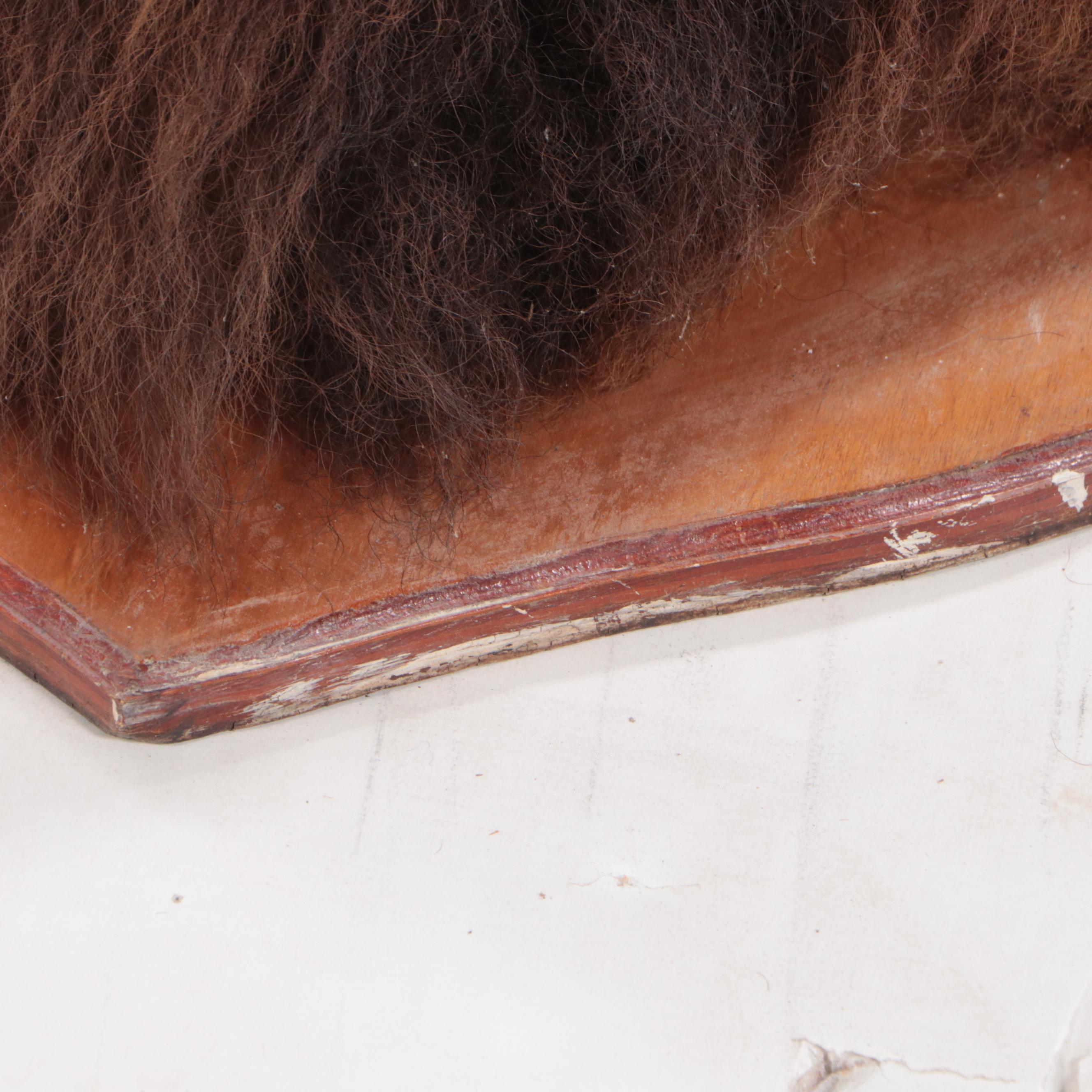 Taxidermy Bison Shoulder Mount