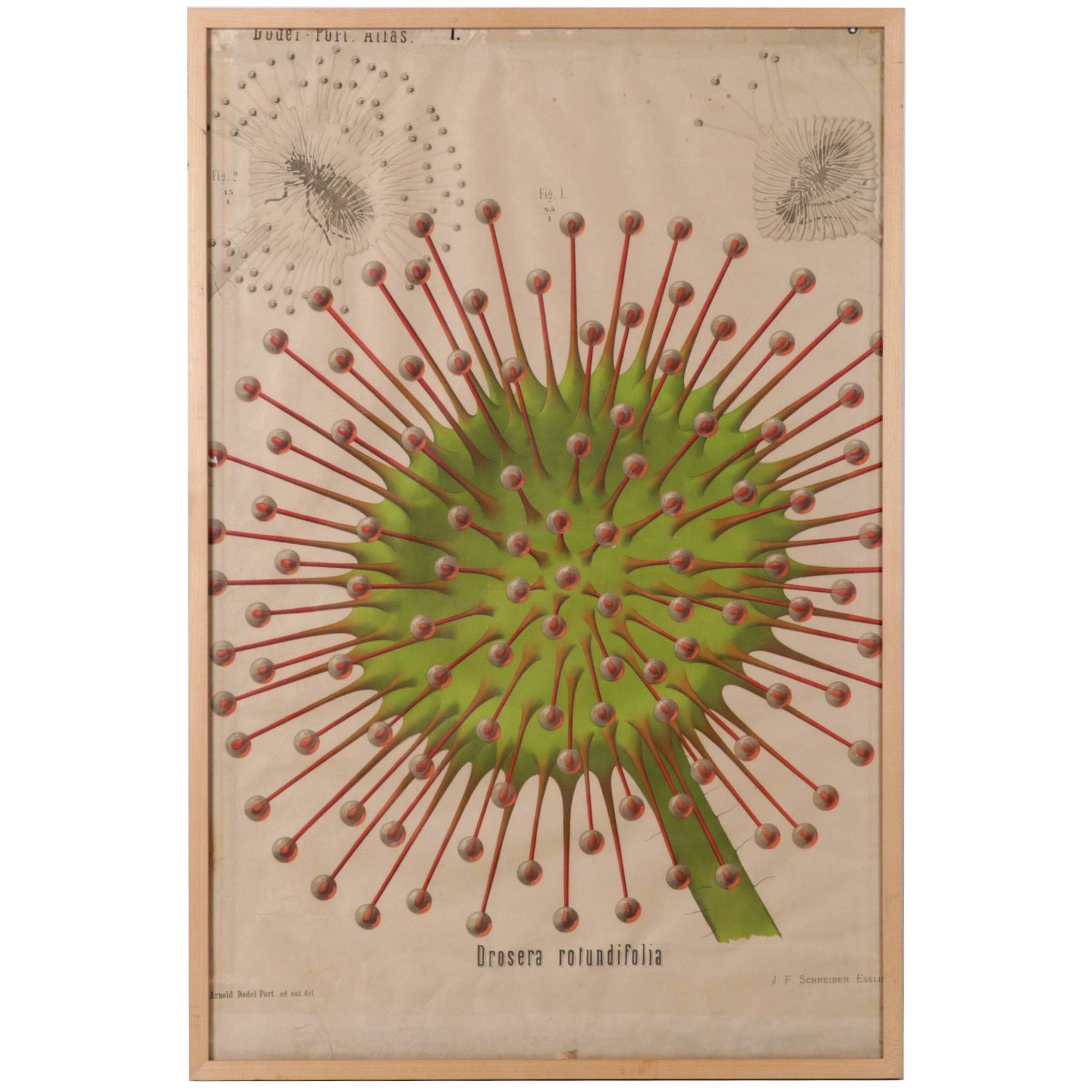 Arnold Dodel-Port Color Lithograph "Drosera rotundifolia," Circa 1888