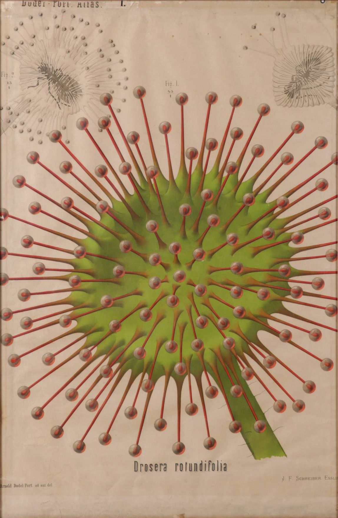 Arnold Dodel-Port Color Lithograph "Drosera rotundifolia," Circa 1888