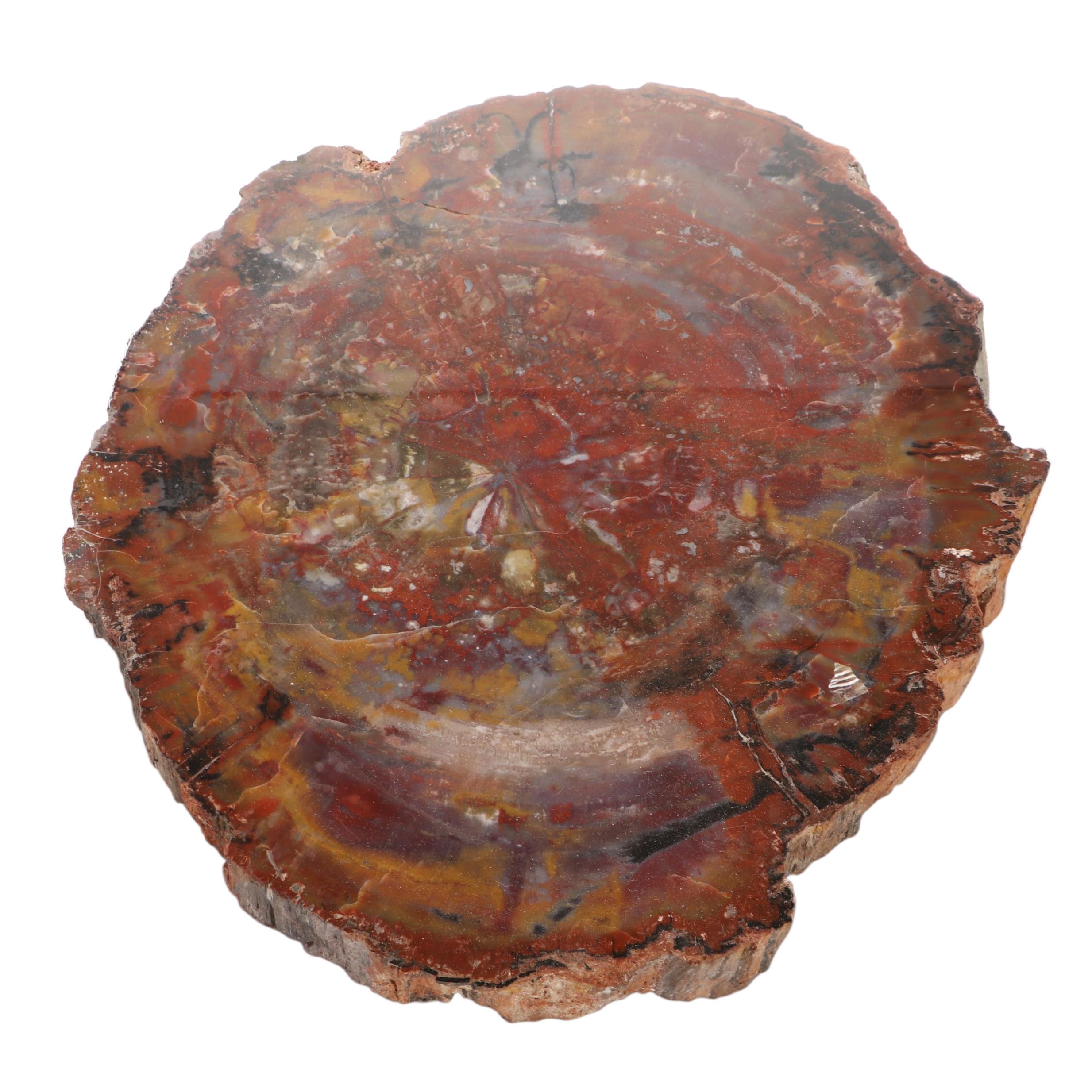 Agatized Petrified Wood Slab