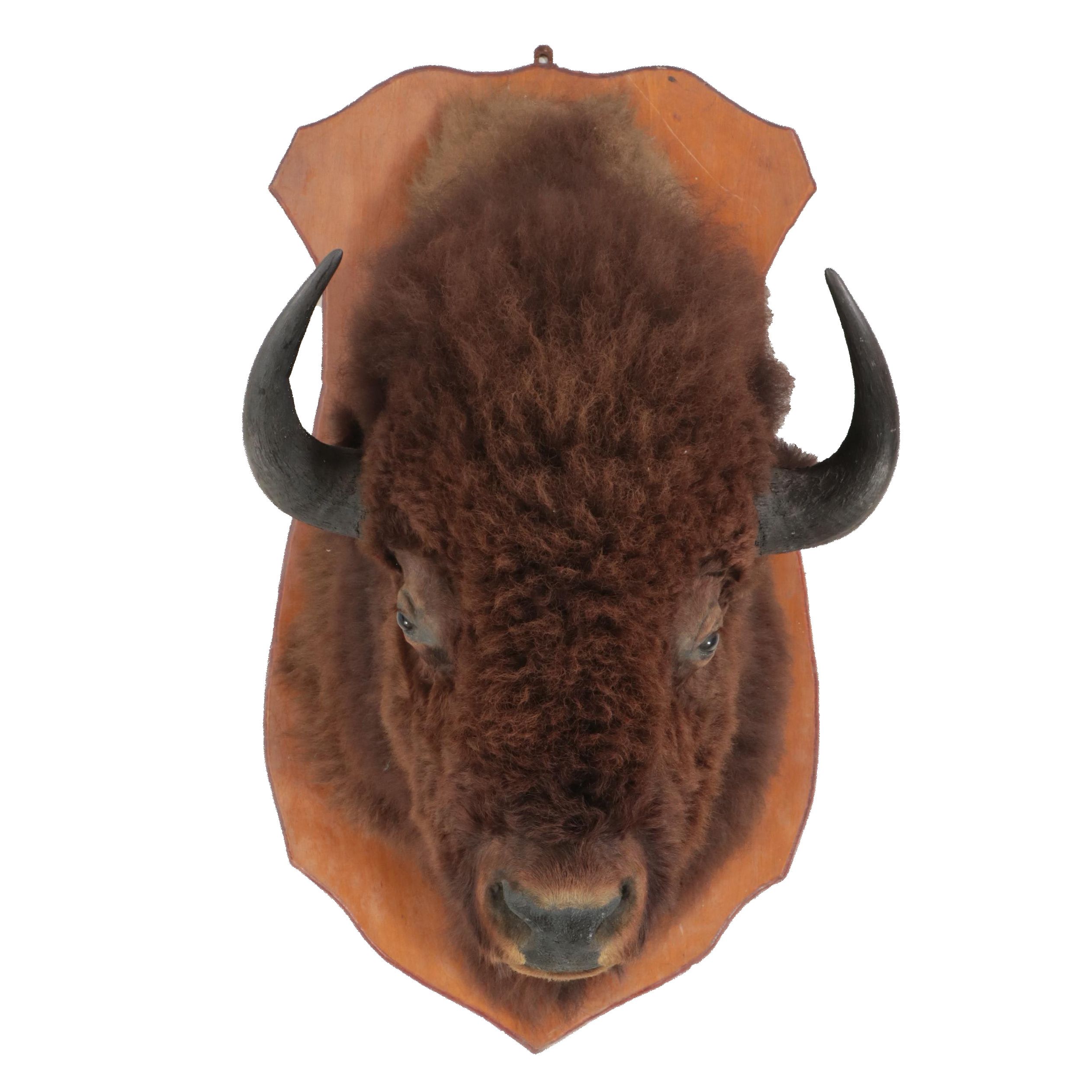 Taxidermy Bison Shoulder Mount