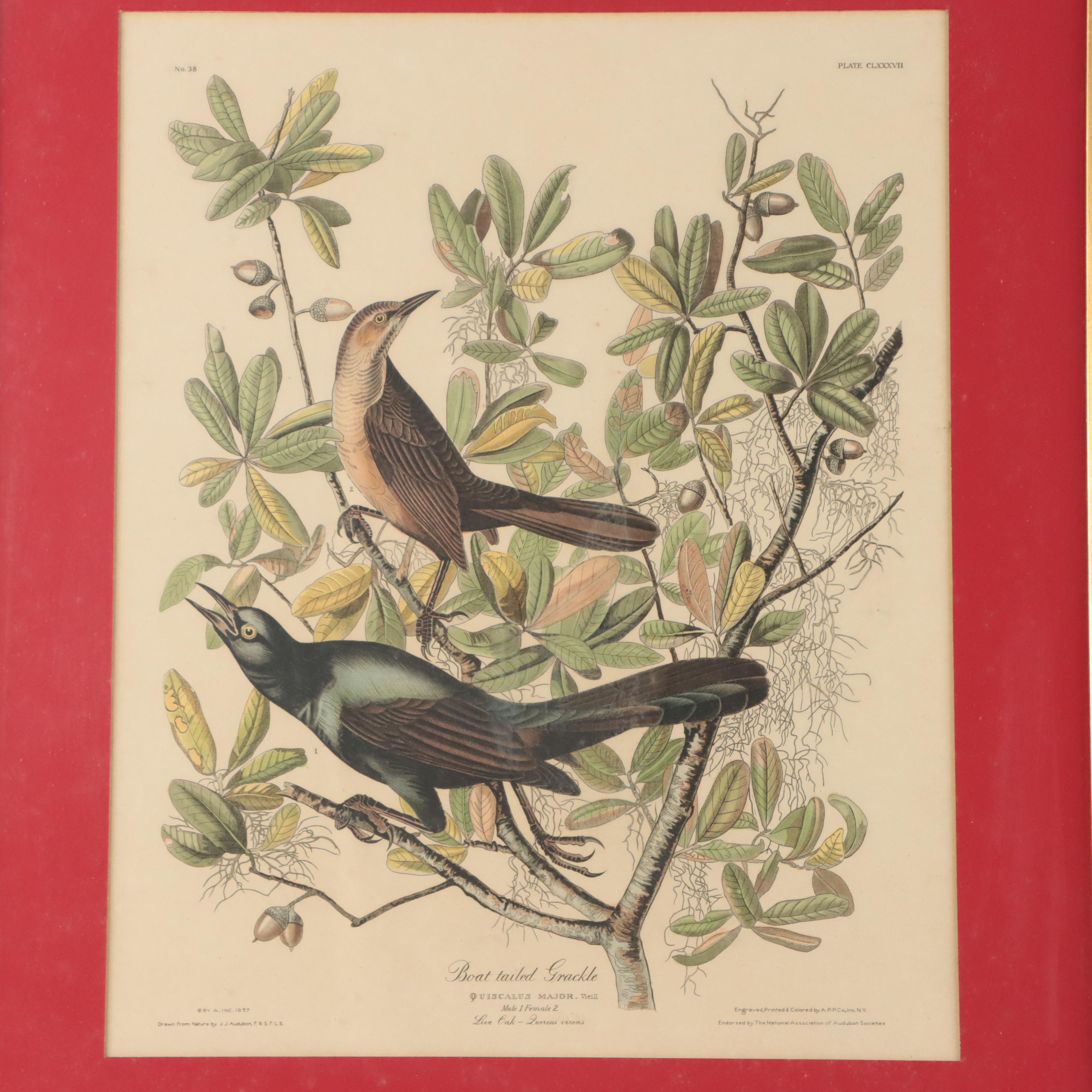 Halftones After John James Audubon Including "Baltimore Oriole"