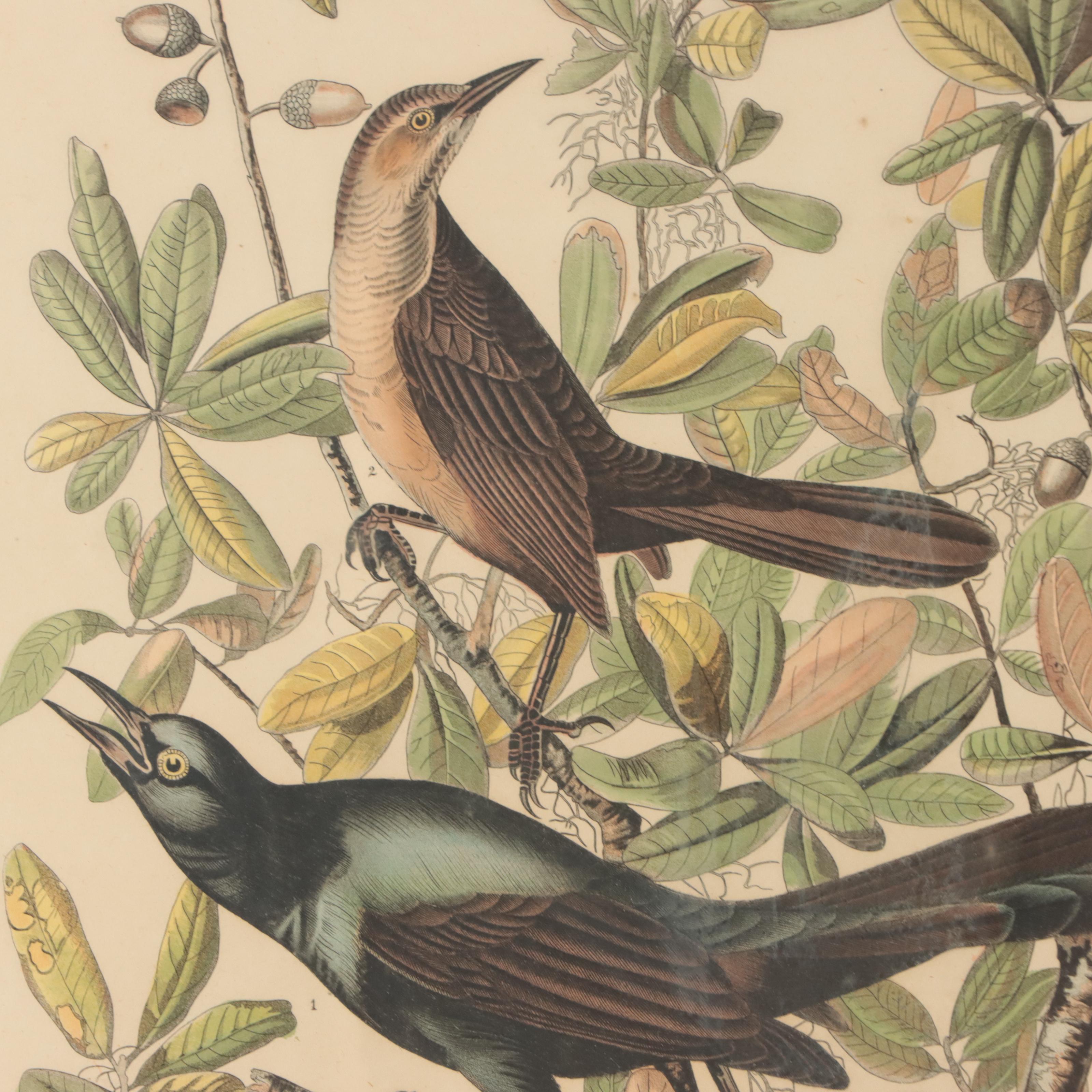 Halftones After John James Audubon Including "Baltimore Oriole"