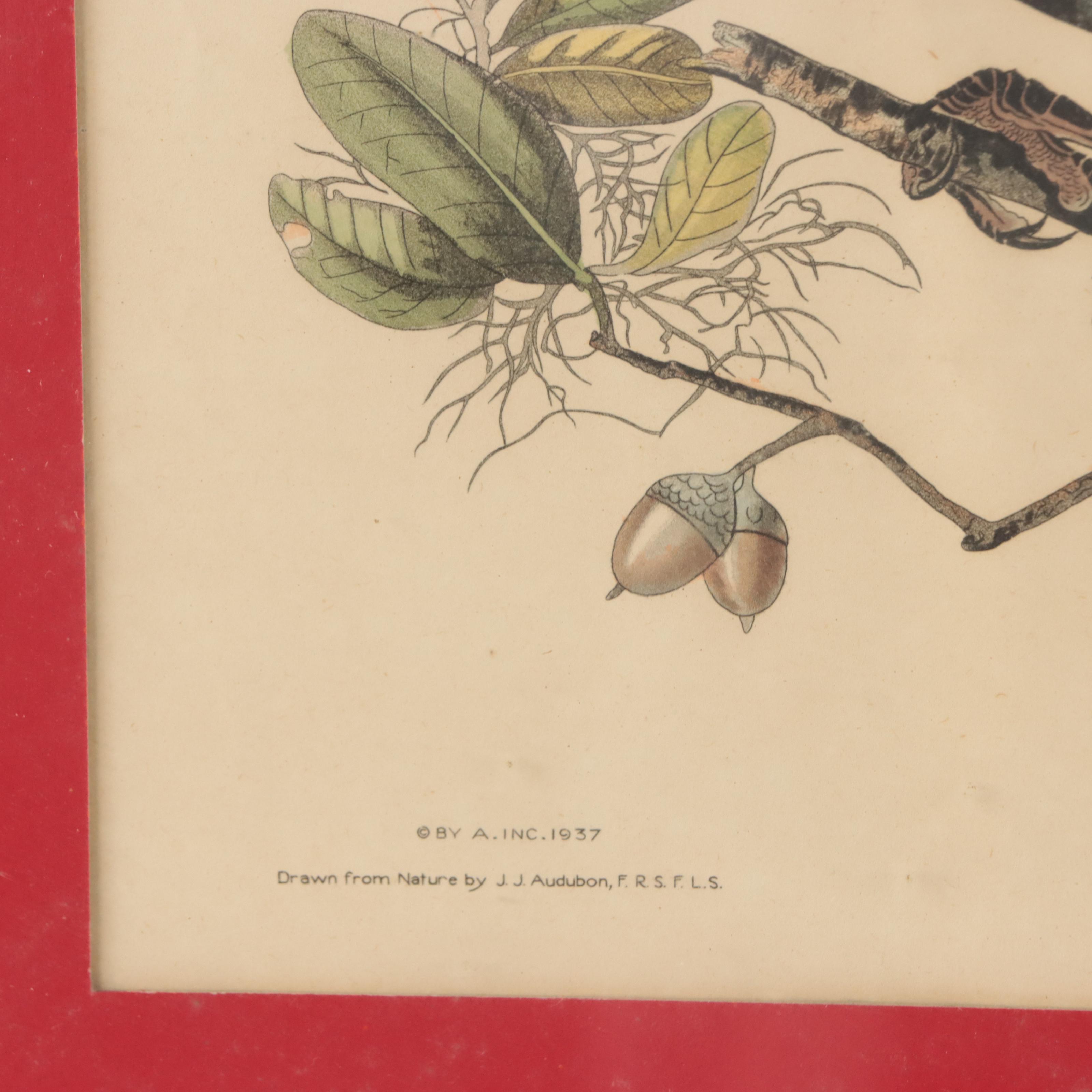 Halftones After John James Audubon Including "Baltimore Oriole"