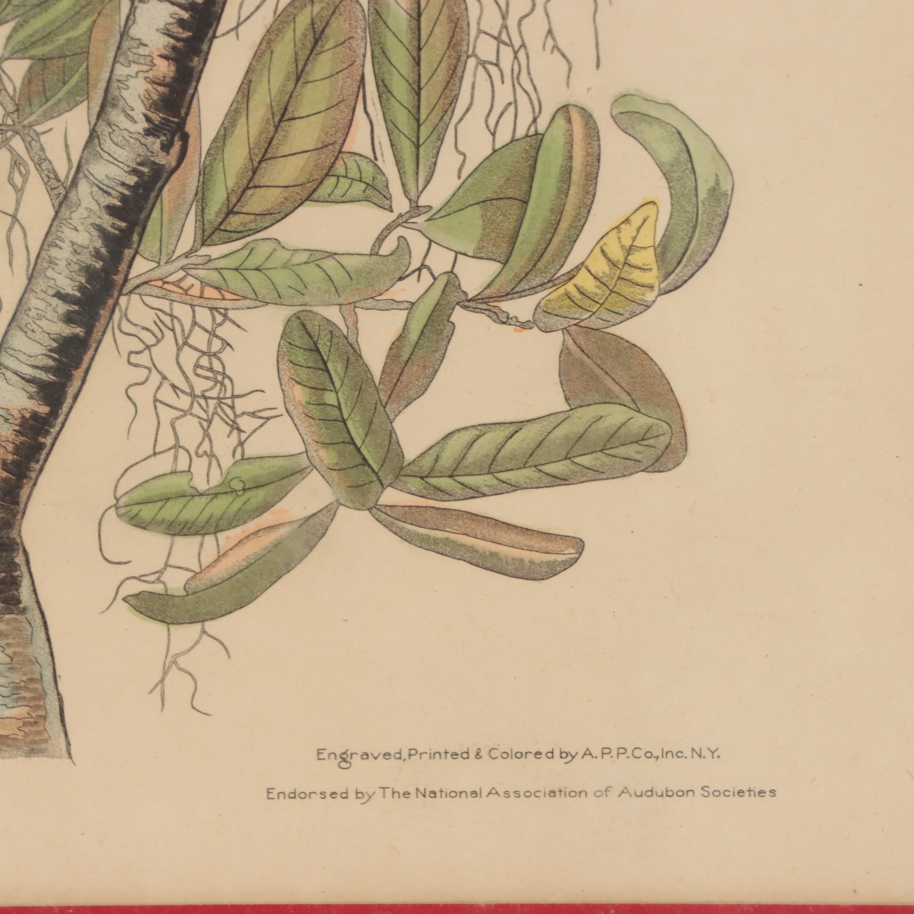 Halftones After John James Audubon Including "Baltimore Oriole"