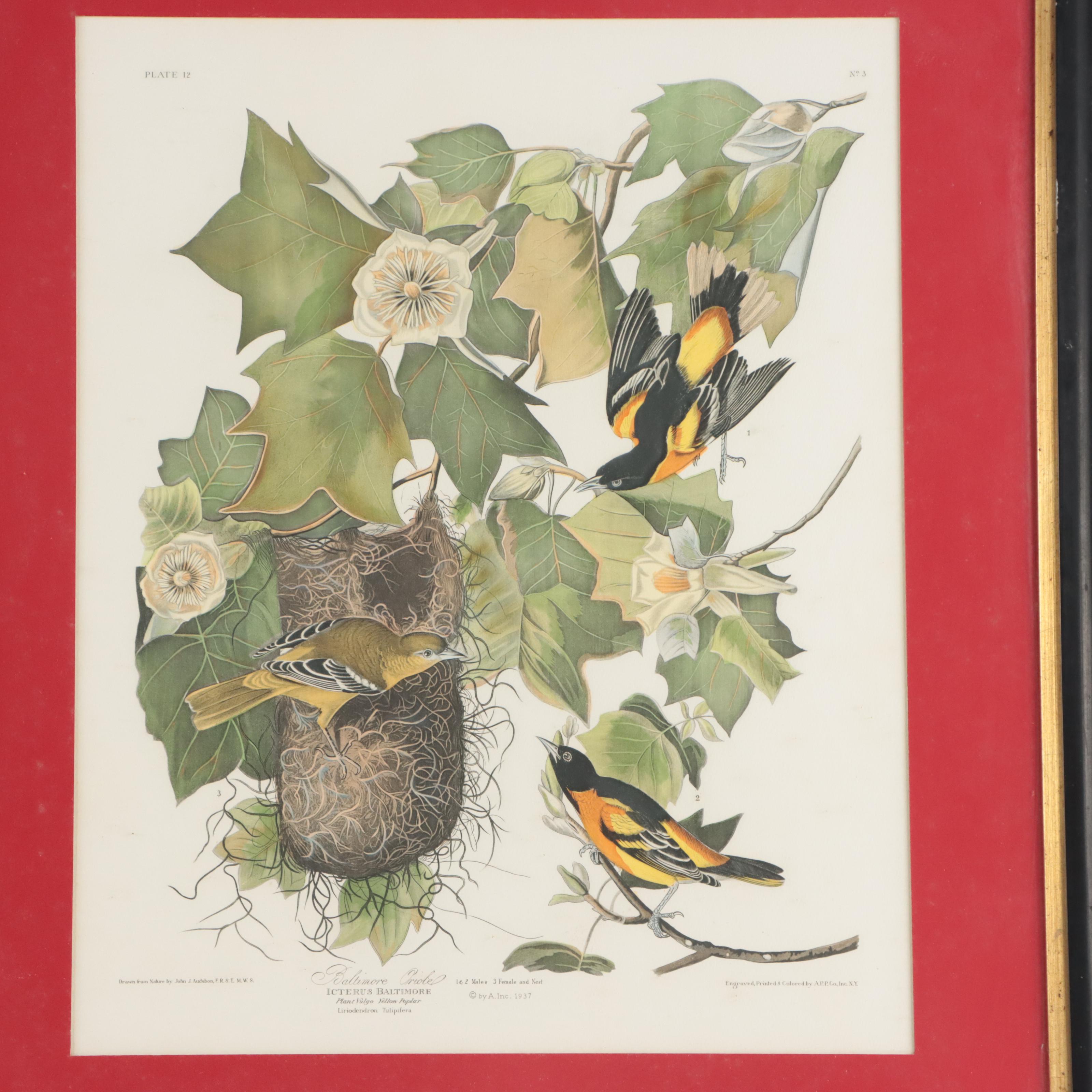 Halftones After John James Audubon Including "Baltimore Oriole"