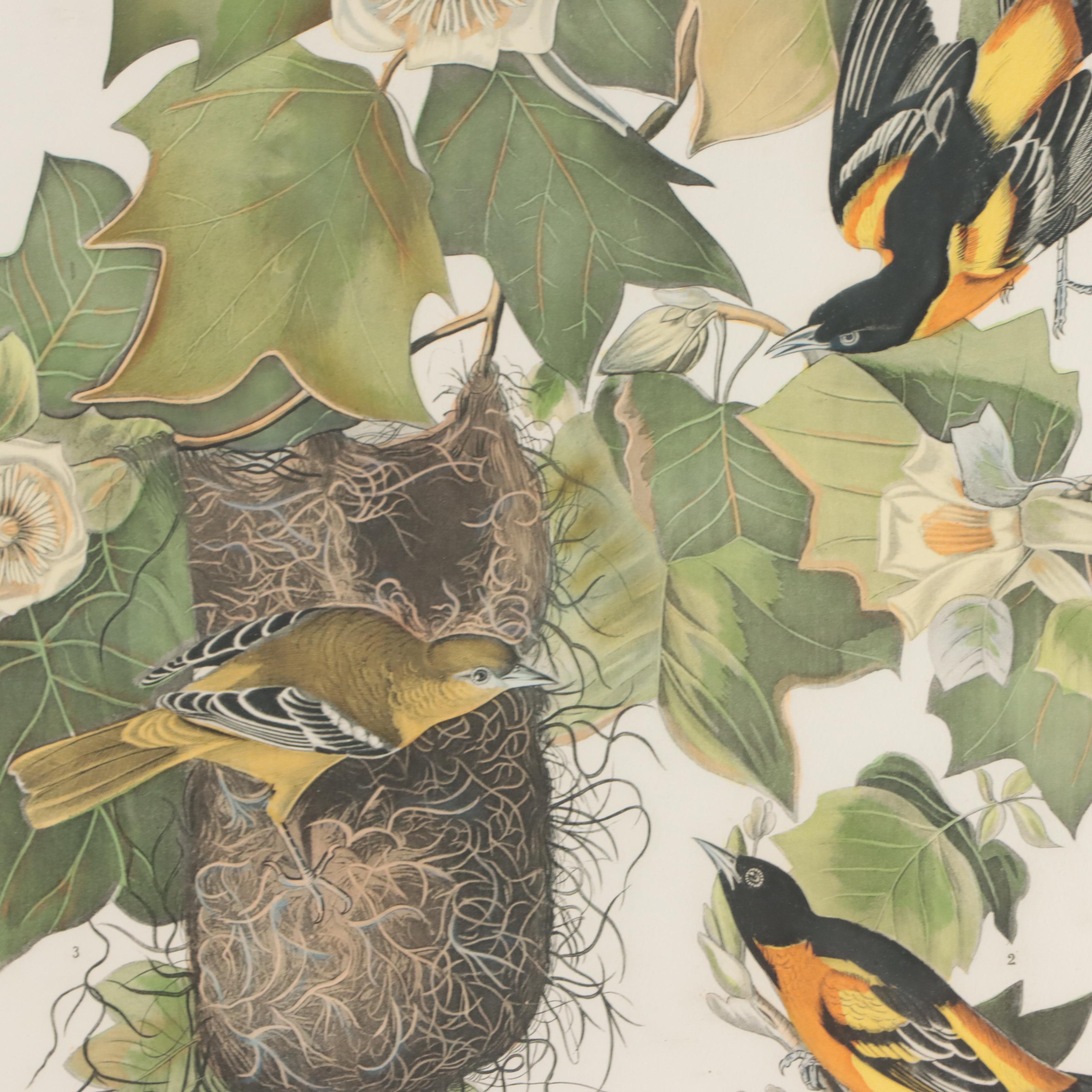 Halftones After John James Audubon Including "Baltimore Oriole"