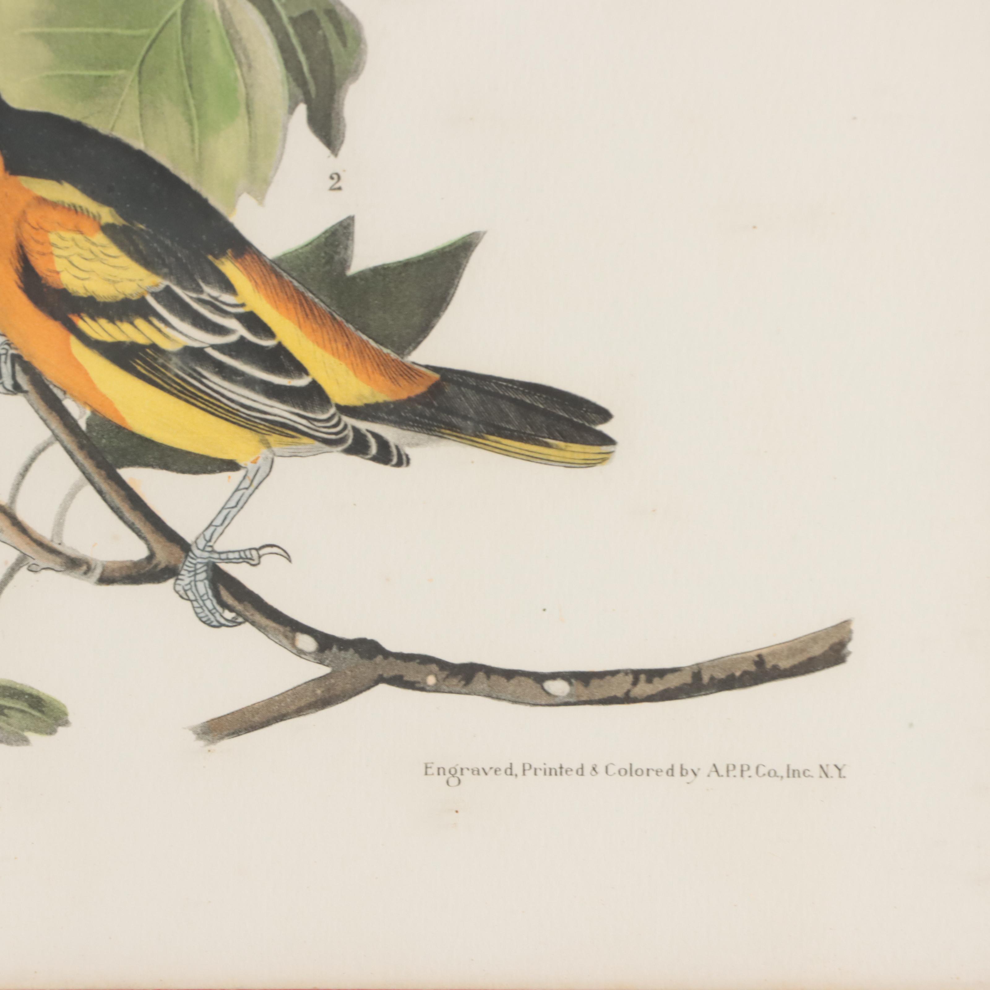 Halftones After John James Audubon Including "Baltimore Oriole"