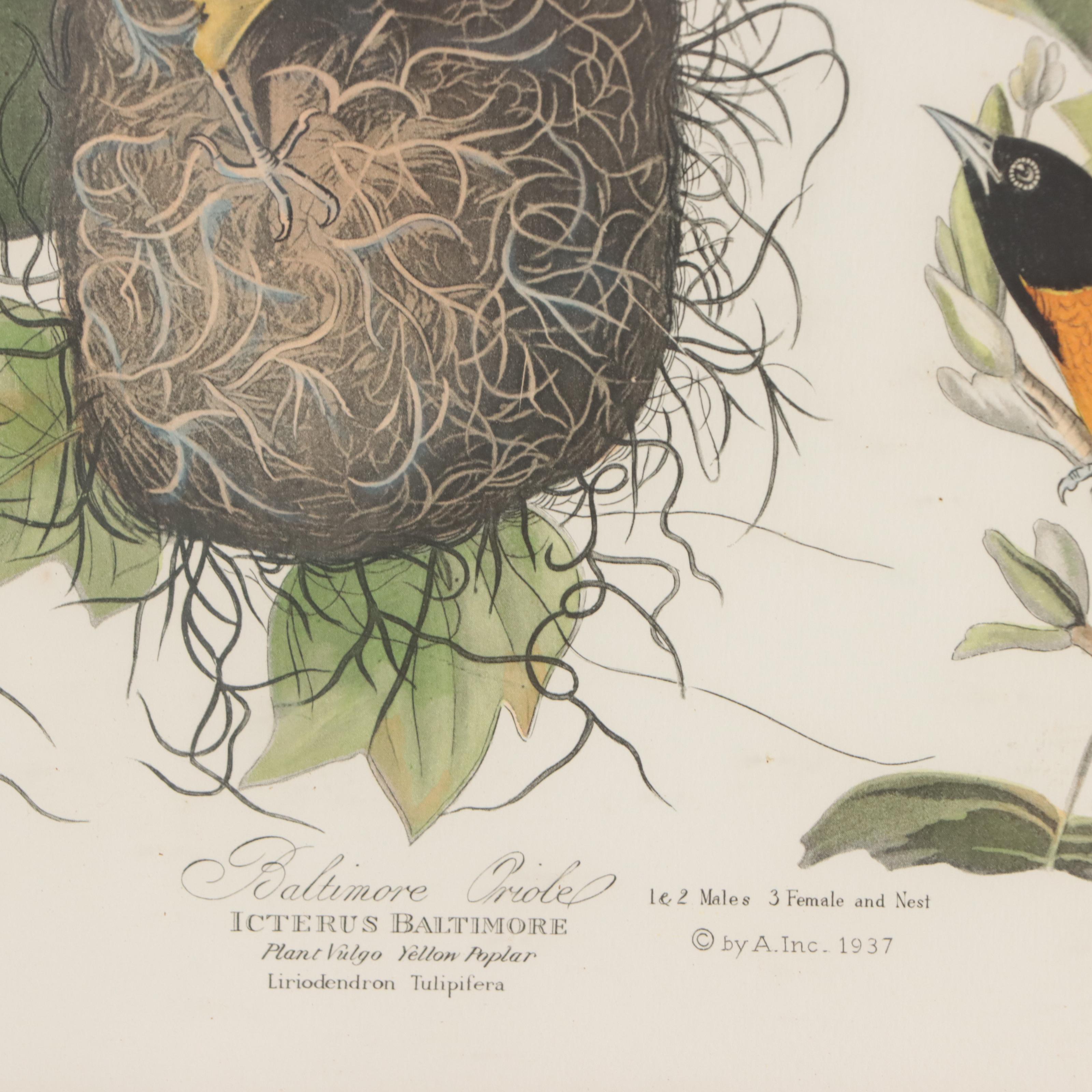 Halftones After John James Audubon Including "Baltimore Oriole"