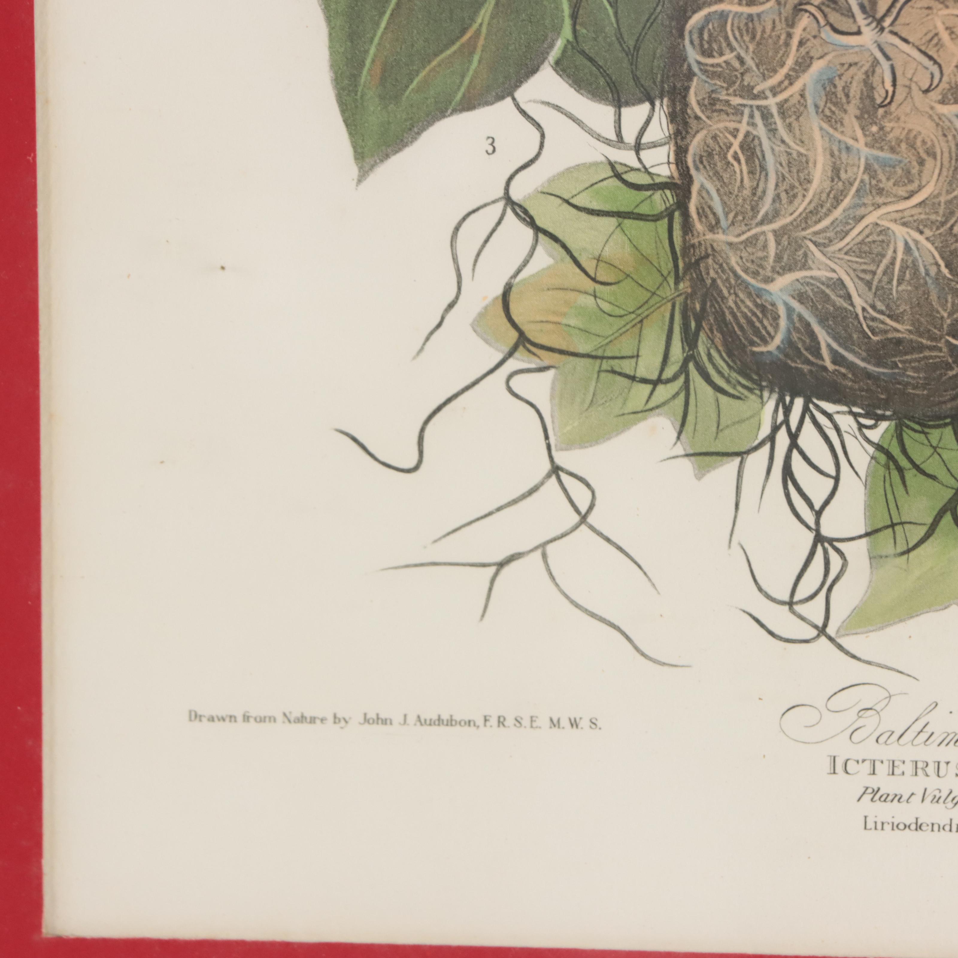 Halftones After John James Audubon Including "Baltimore Oriole"