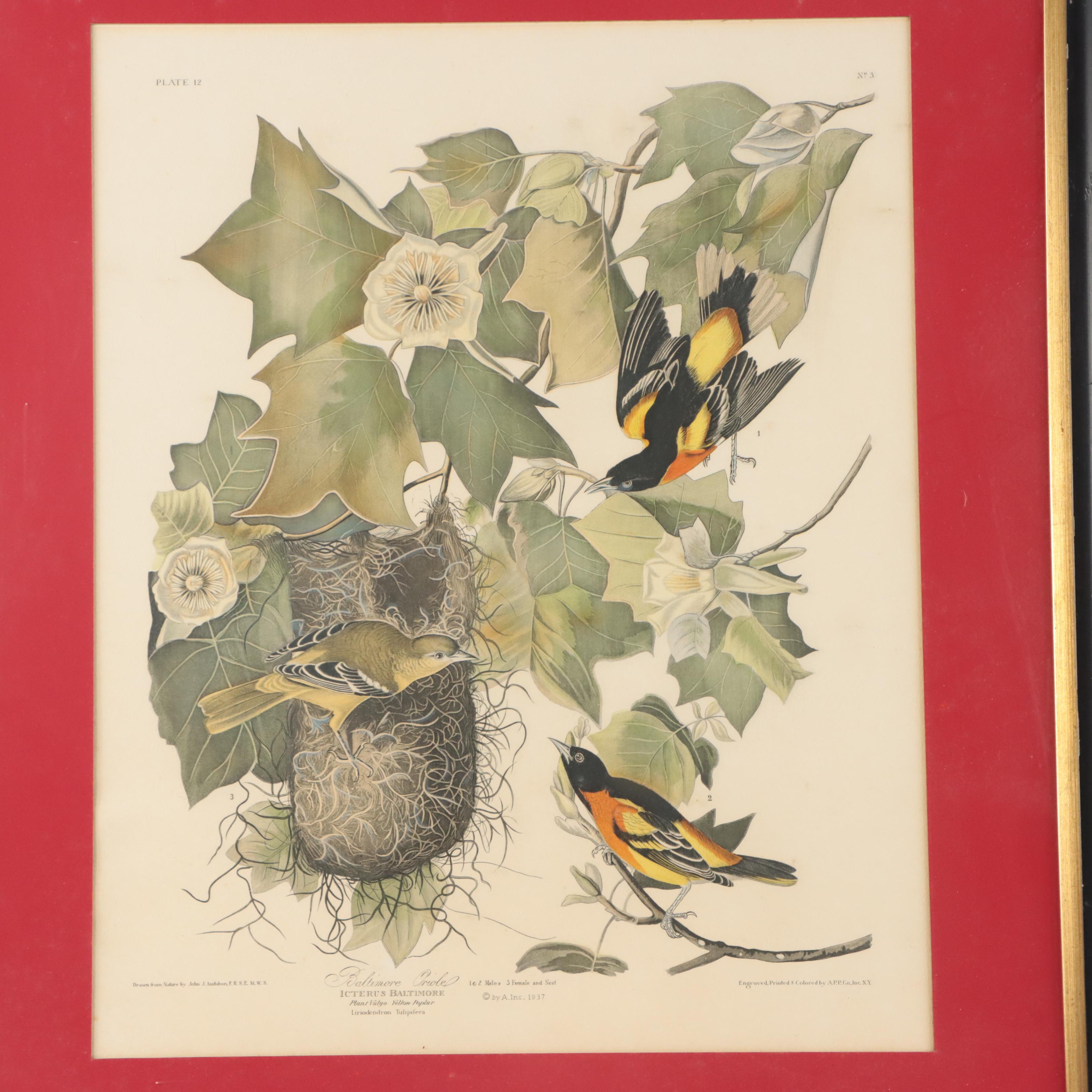 Halftones After John James Audubon Including "Baltimore Oriole"