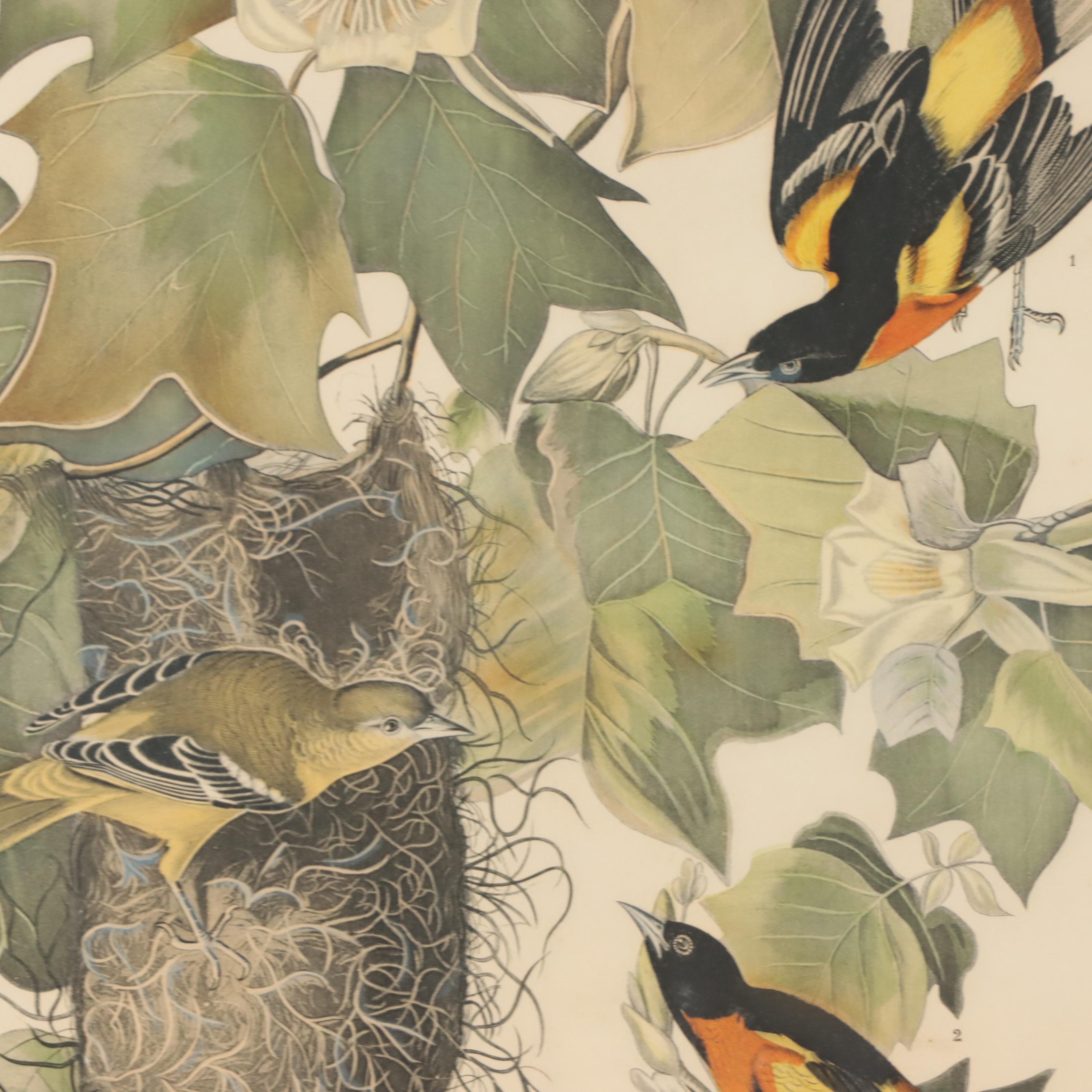 Halftones After John James Audubon Including "Baltimore Oriole"