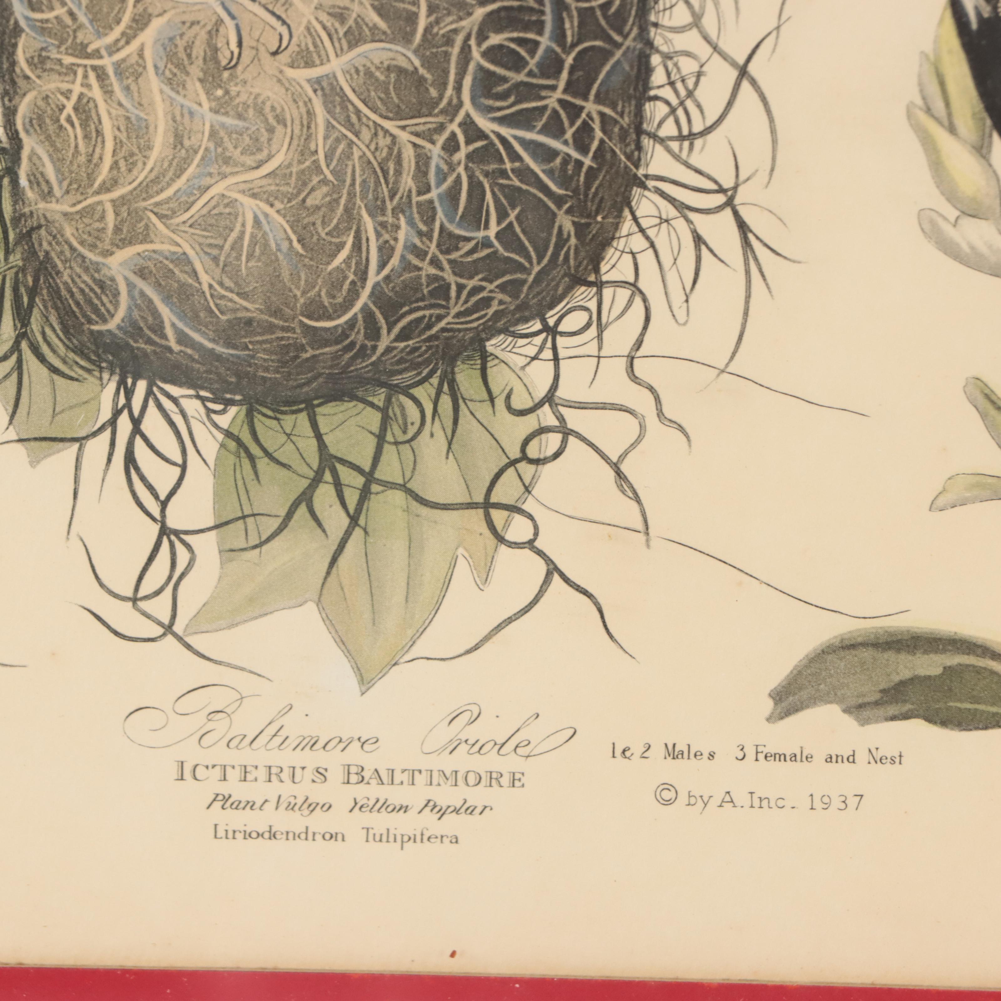 Halftones After John James Audubon Including "Baltimore Oriole"