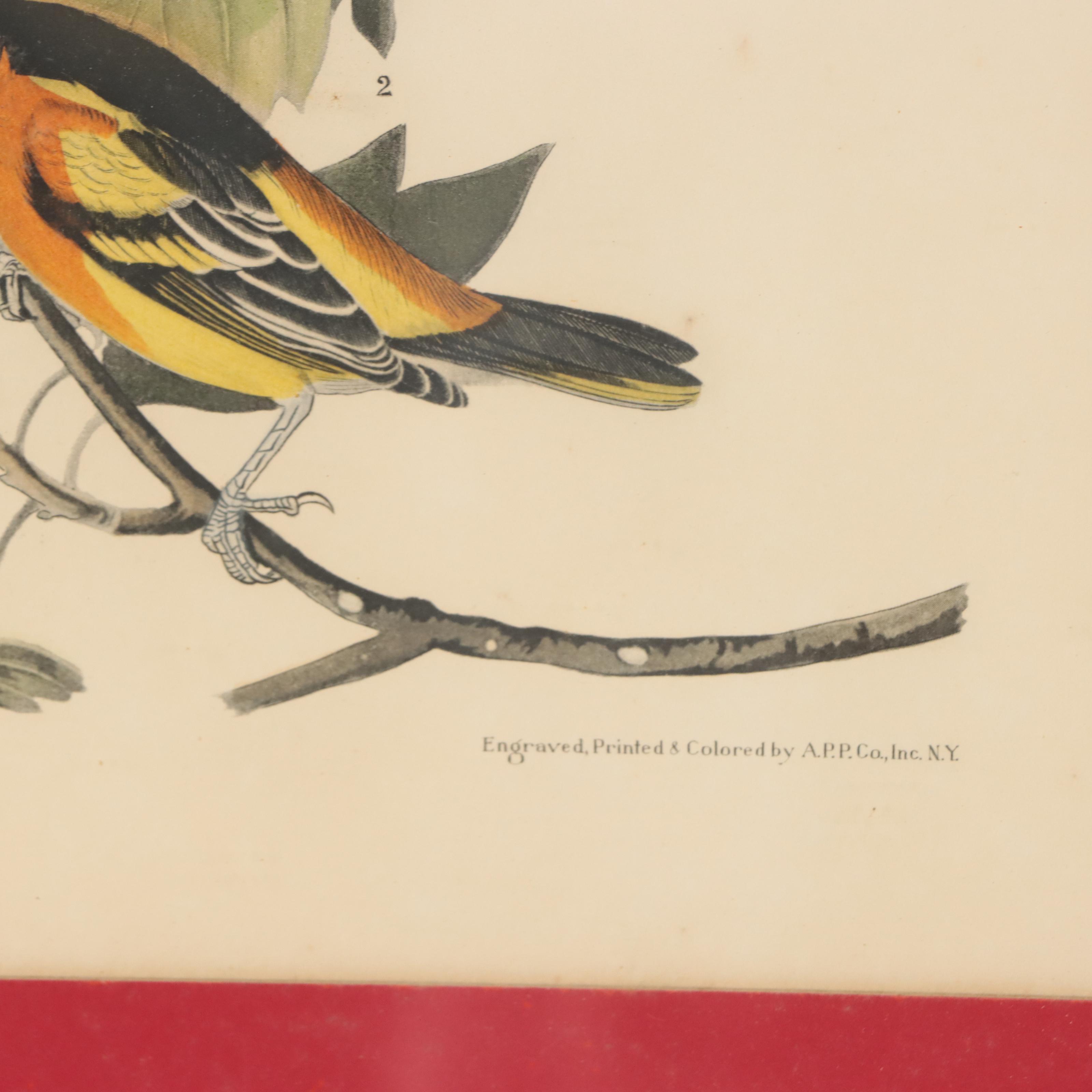 Halftones After John James Audubon Including "Baltimore Oriole"