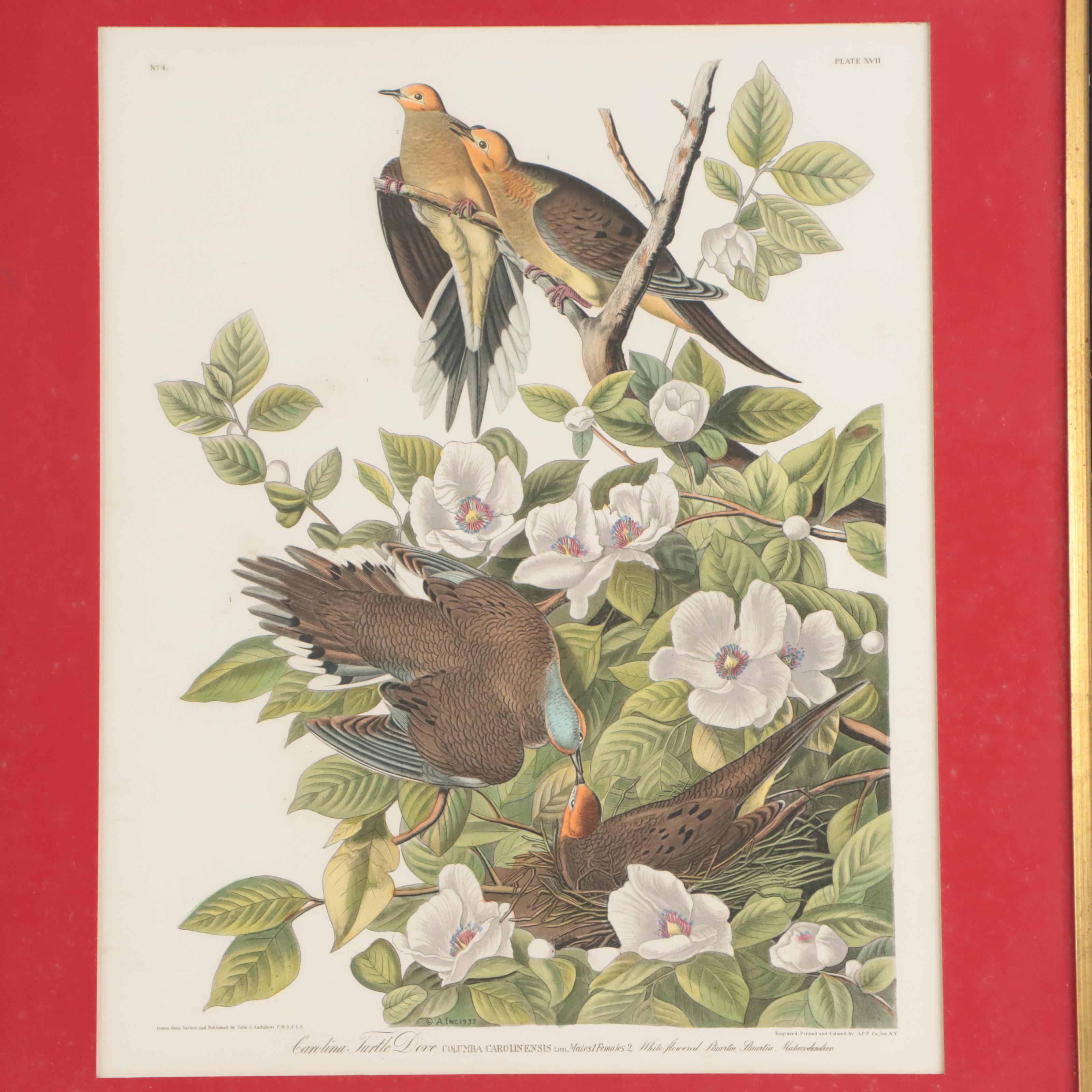 Halftones After John James Audubon Including "Baltimore Oriole"