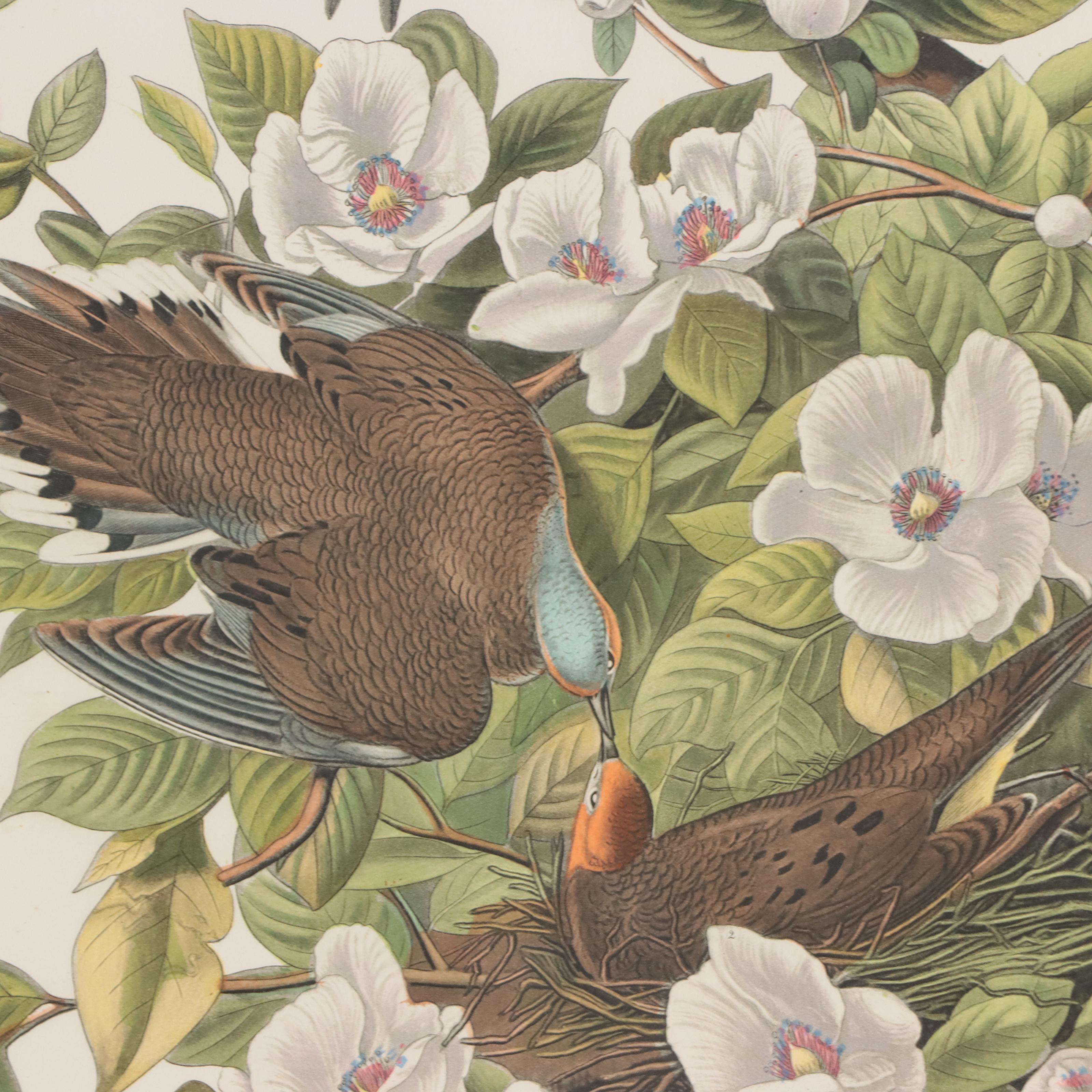 Halftones After John James Audubon Including "Baltimore Oriole"