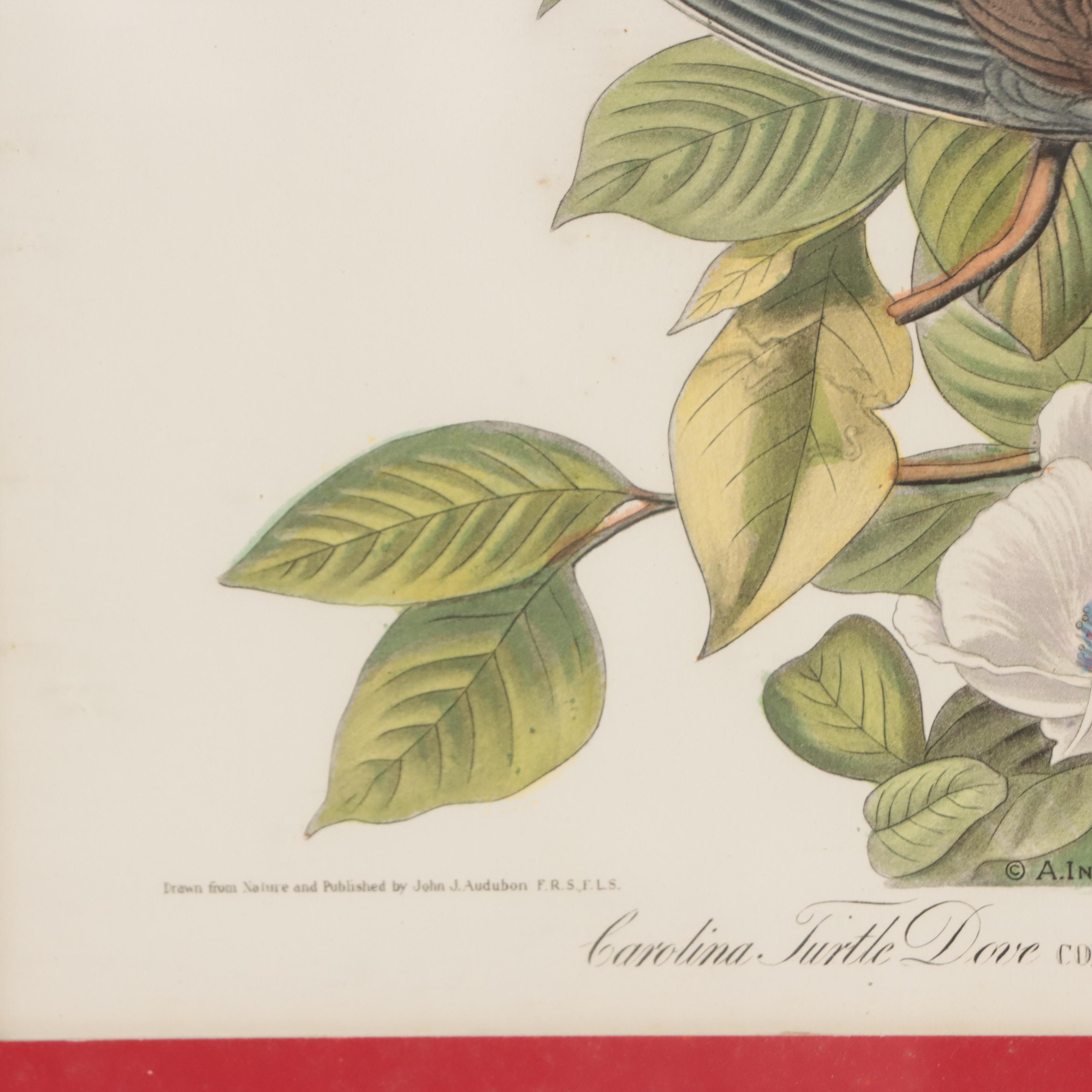Halftones After John James Audubon Including "Baltimore Oriole"