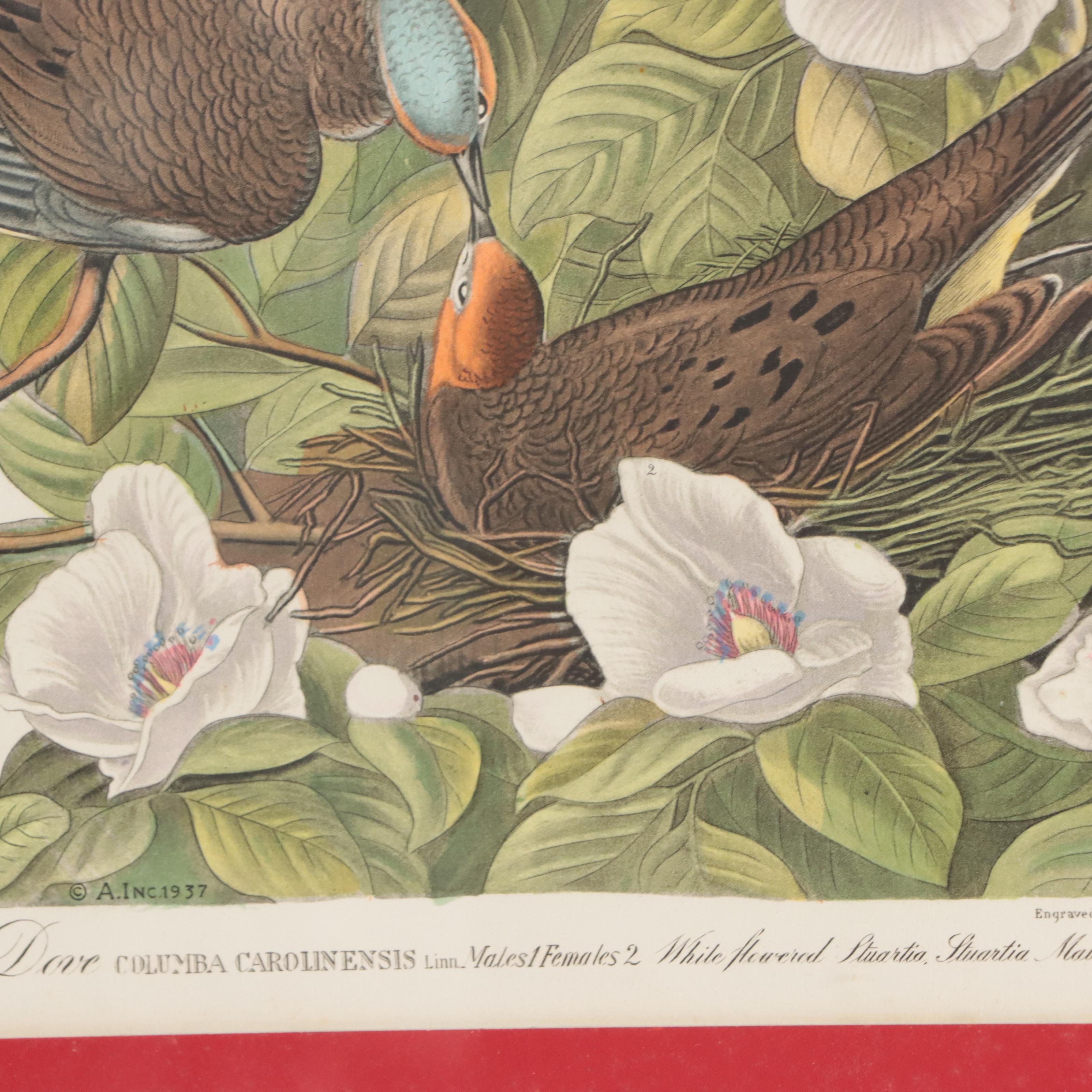 Halftones After John James Audubon Including "Baltimore Oriole"