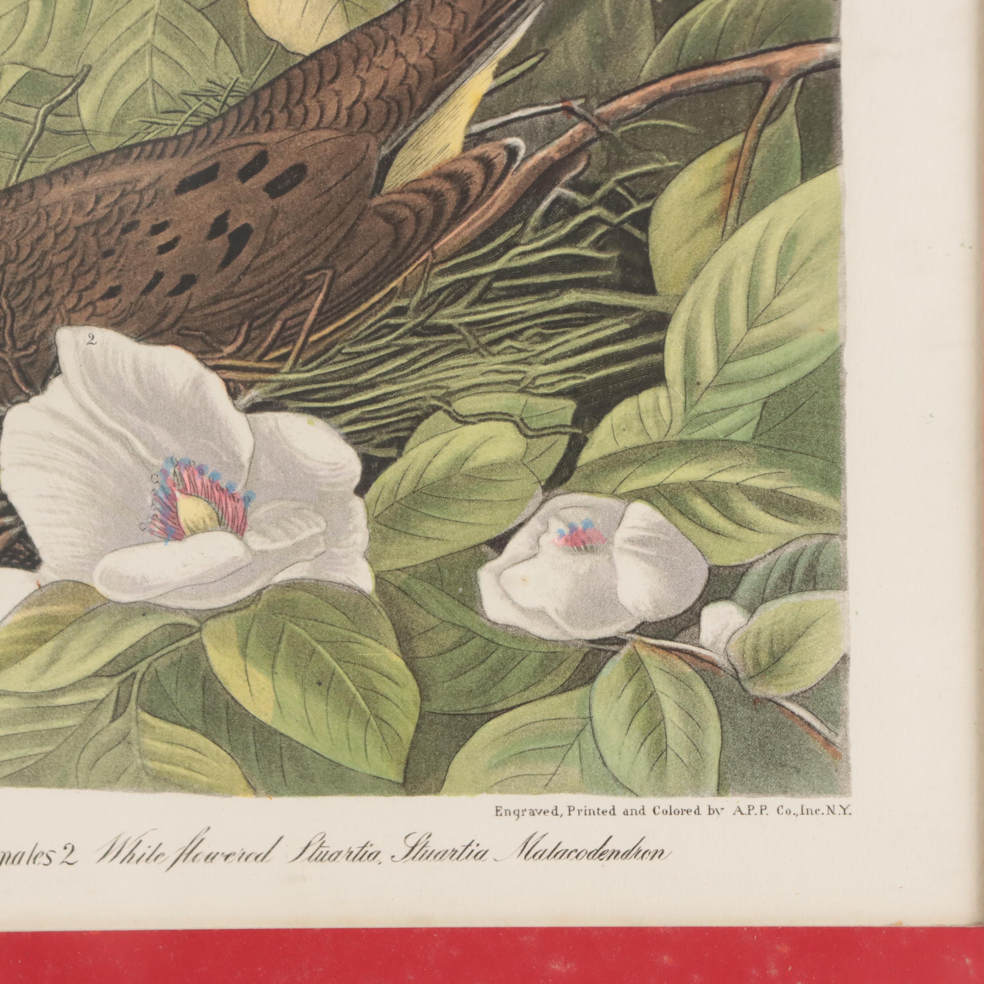Halftones After John James Audubon Including "Baltimore Oriole"