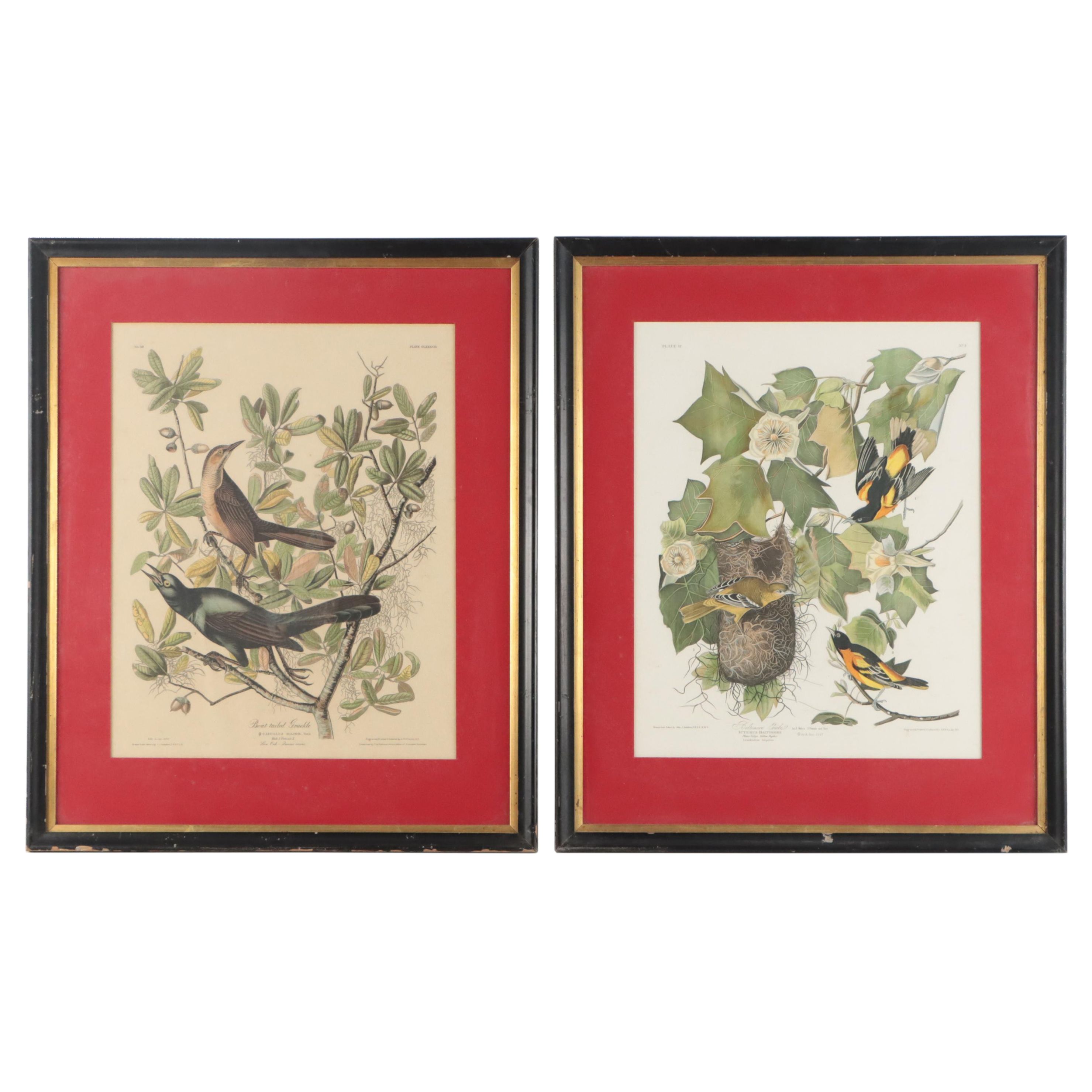 Halftones After John James Audubon Including "Baltimore Oriole"