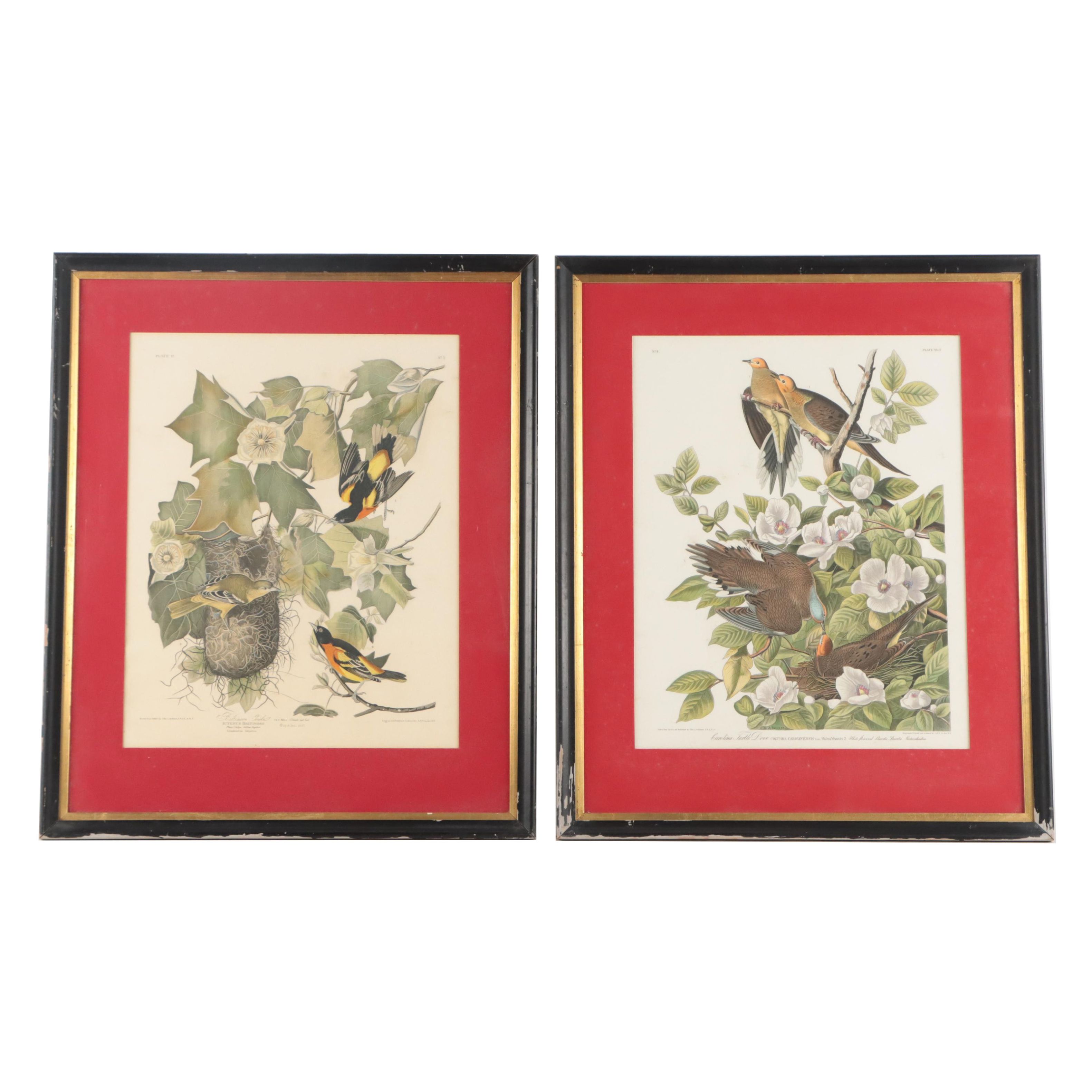 Halftones After John James Audubon Including "Baltimore Oriole"