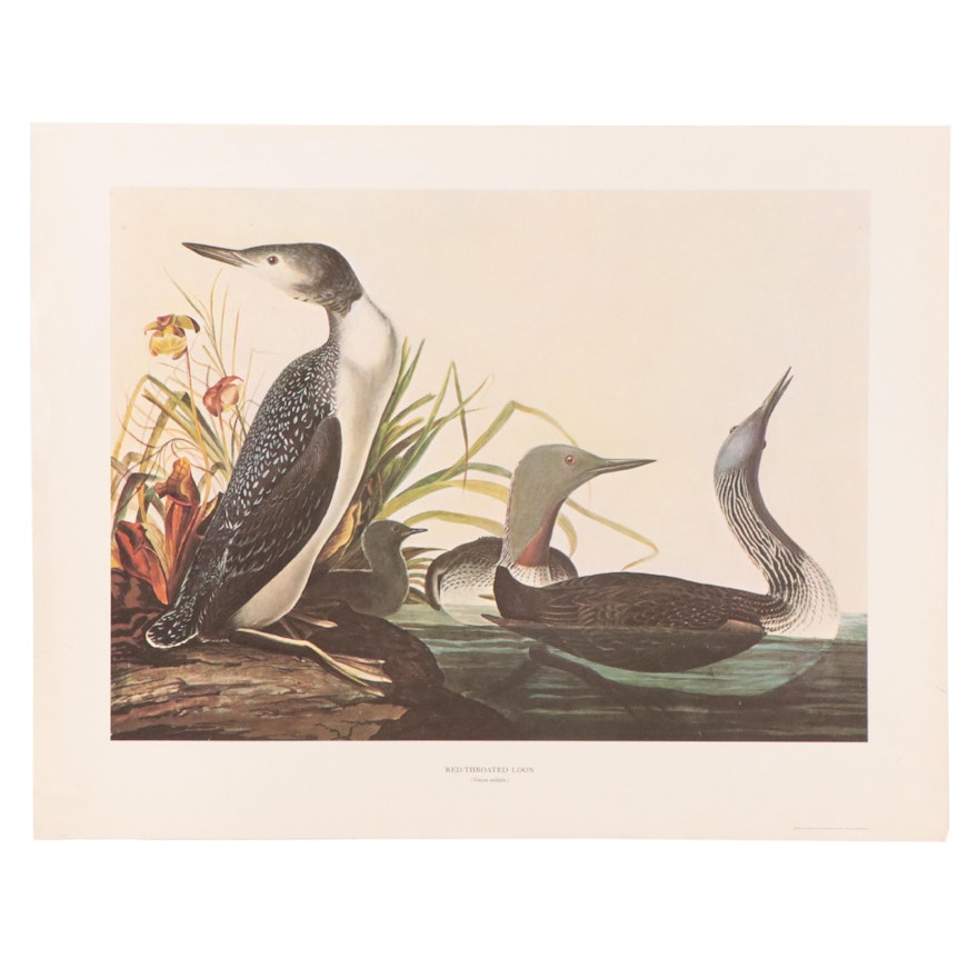 Offset Lithograph After John James Audubon "Red-Throated Loon," Circa 1966