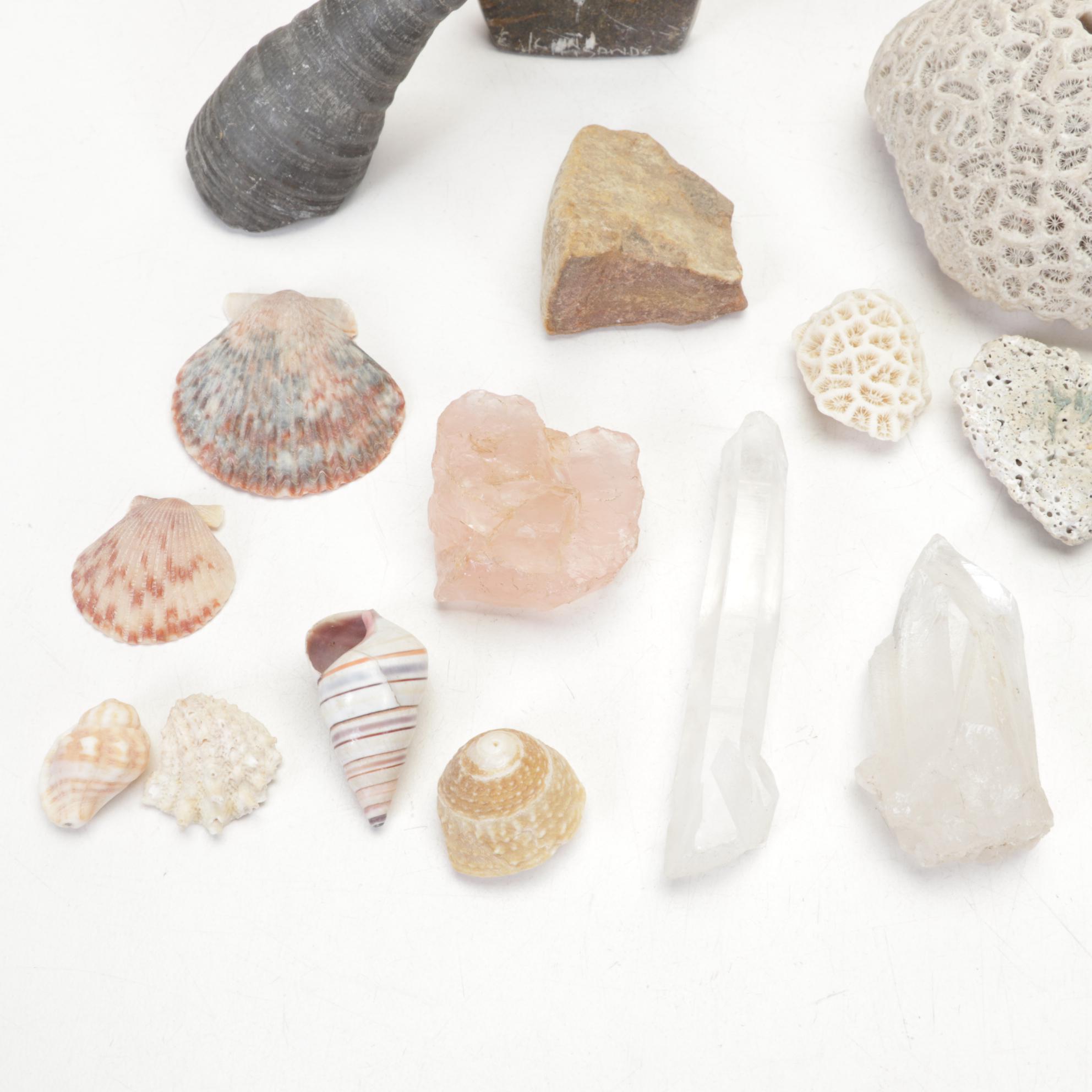 Pink Salt Lamp, Selenite Lamp, Fossils, Minerals, Shells and Mythology Books