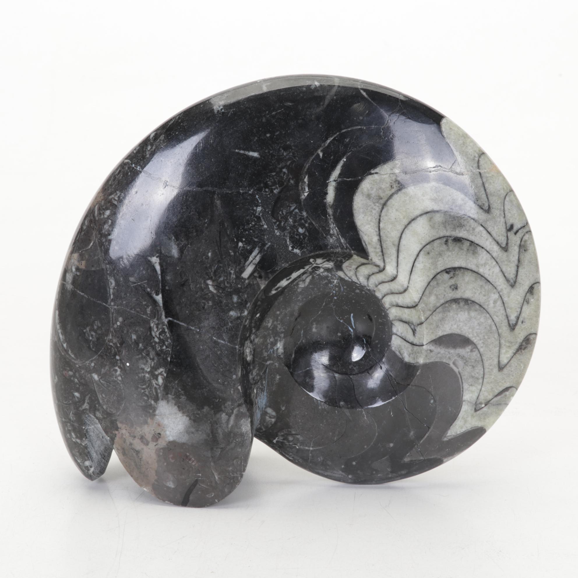 Orthoceras and Goniatite Ammonite Polished Fossil Specimens