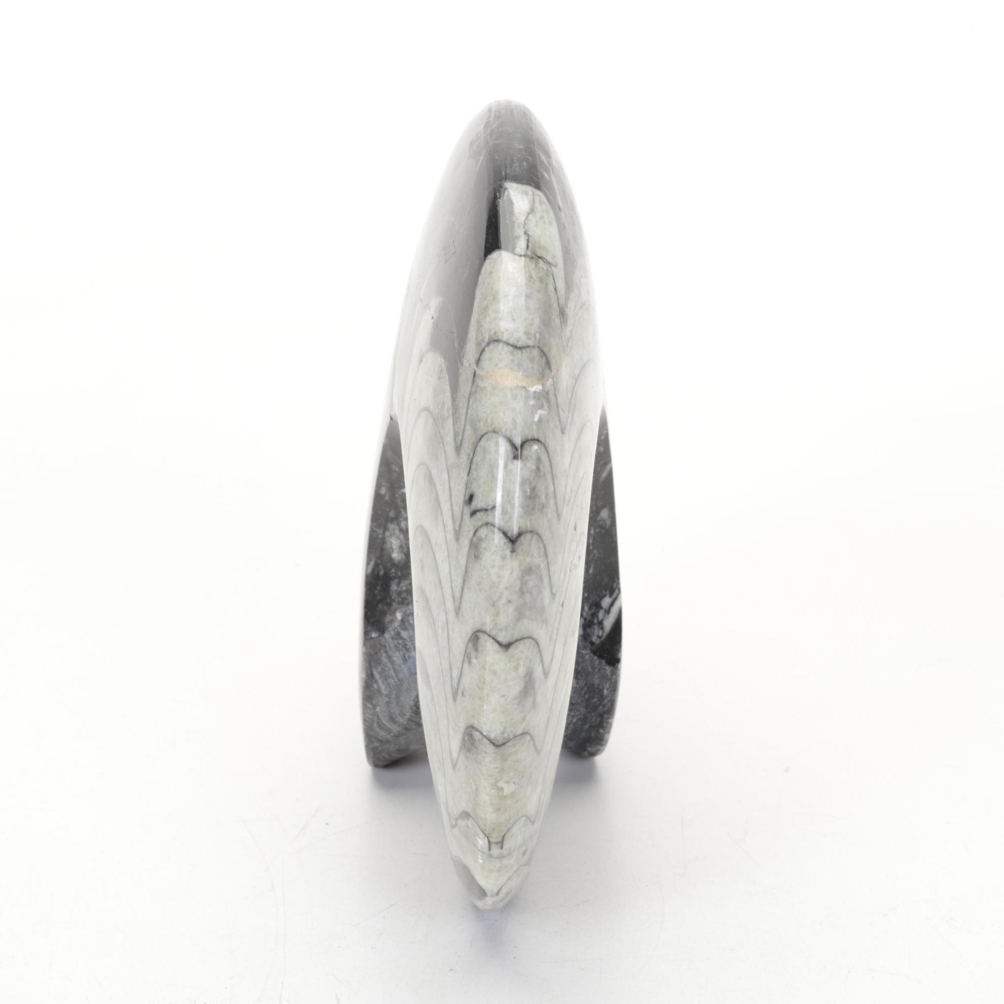 Orthoceras and Goniatite Ammonite Polished Fossil Specimens