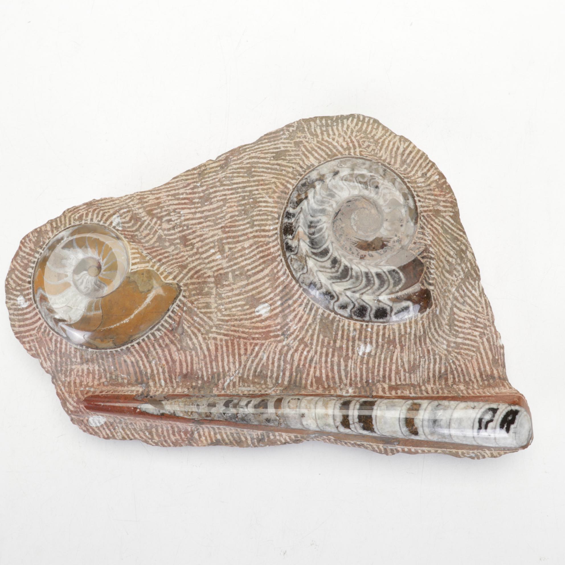 Orthoceras and Goniatite Ammonite Polished Fossil Specimens