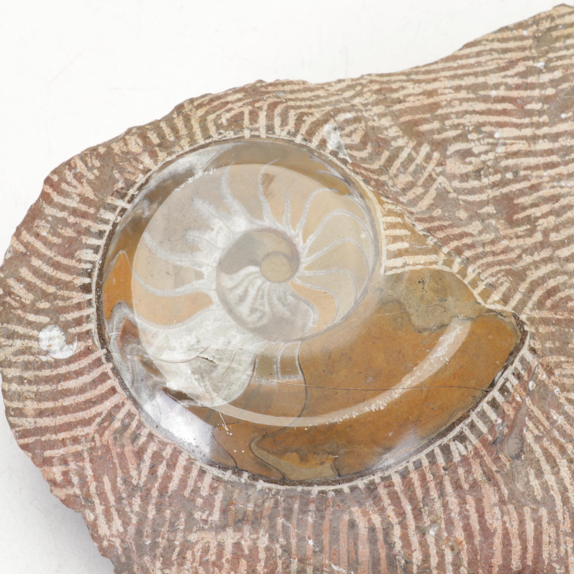 Orthoceras and Goniatite Ammonite Polished Fossil Specimens