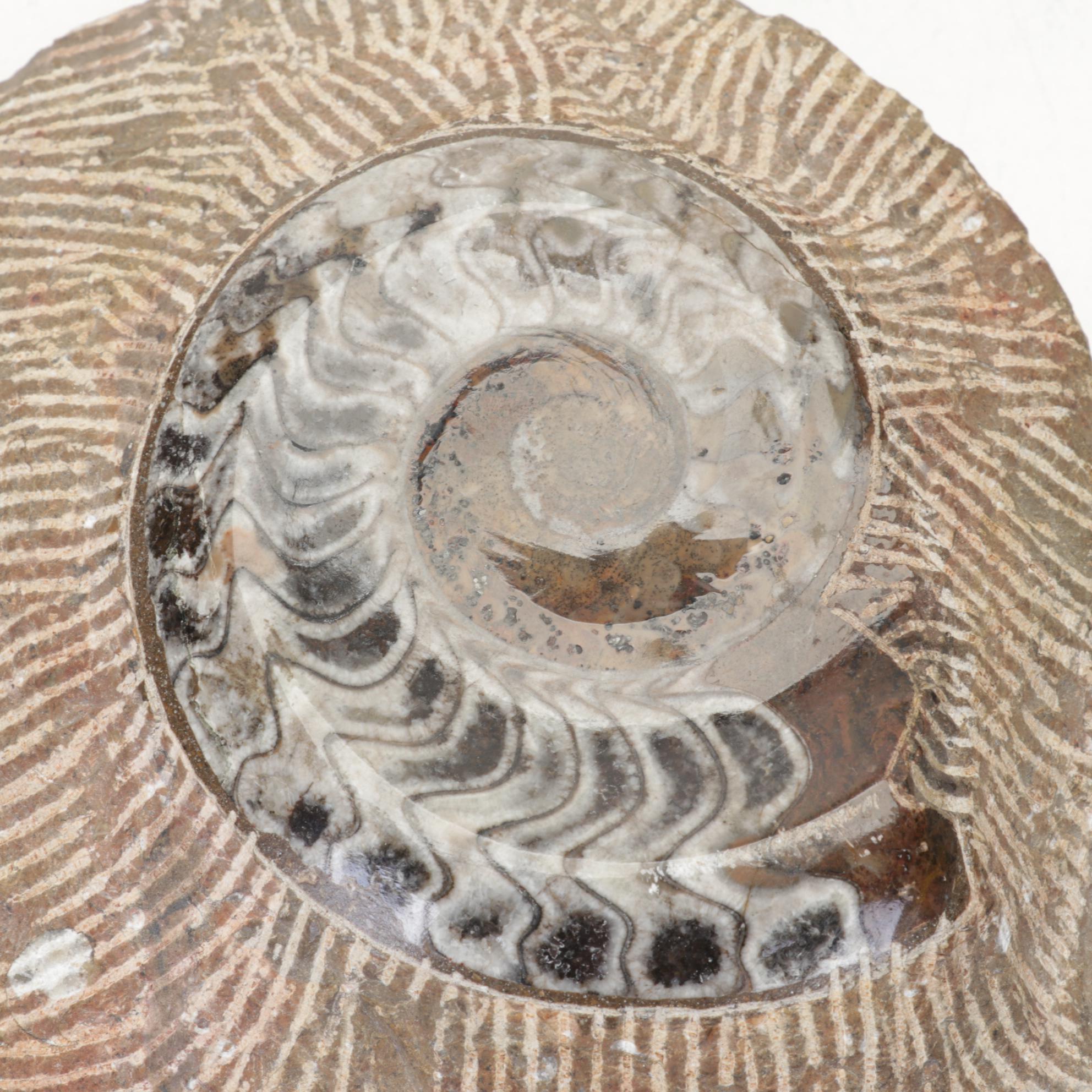 Orthoceras and Goniatite Ammonite Polished Fossil Specimens