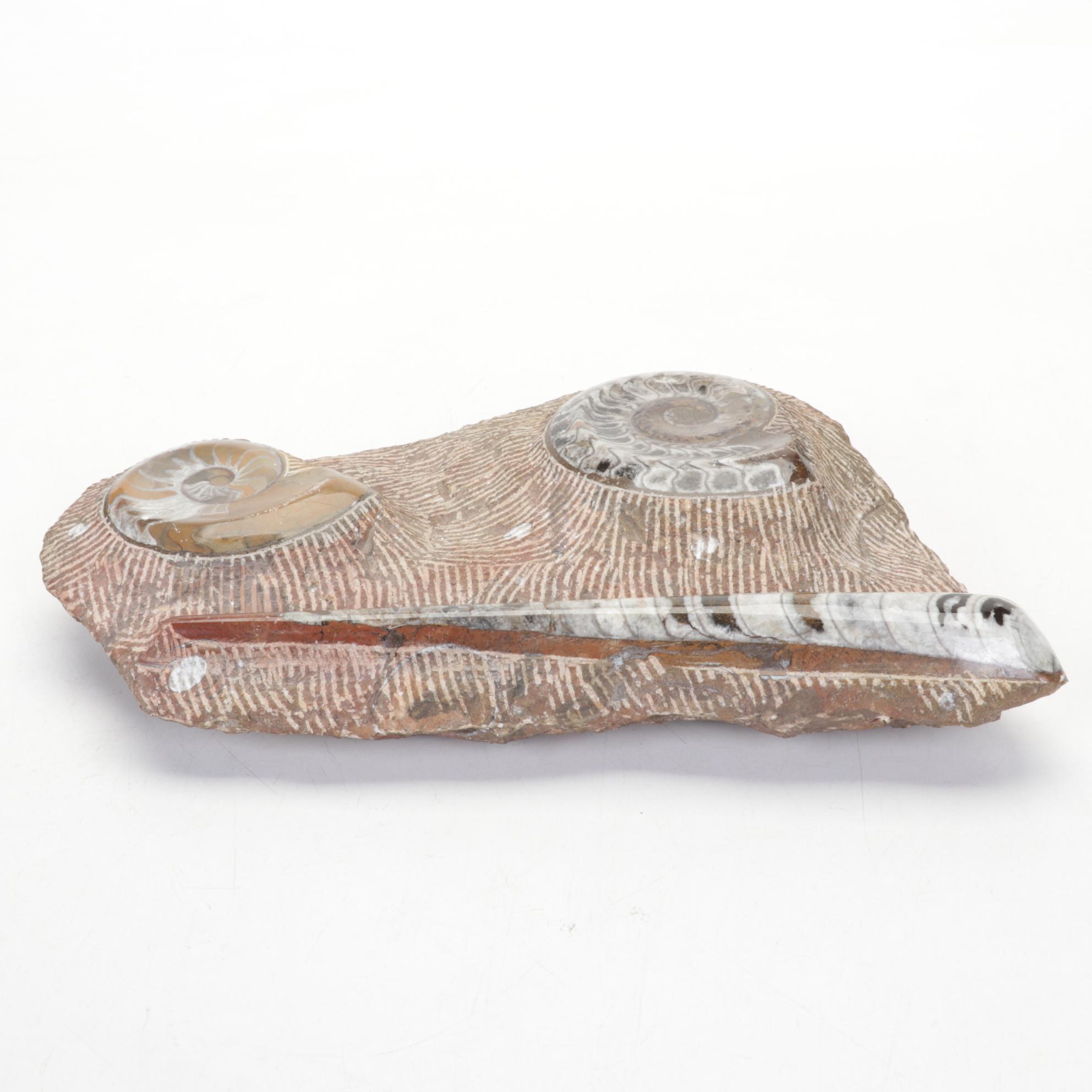 Orthoceras and Goniatite Ammonite Polished Fossil Specimens