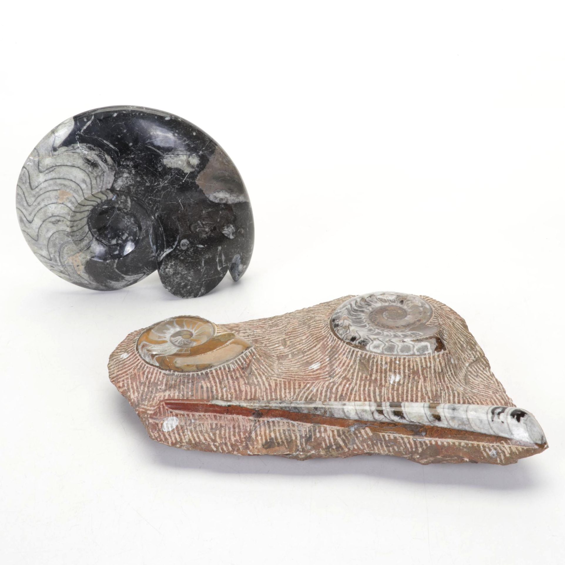 Orthoceras and Goniatite Ammonite Polished Fossil Specimens