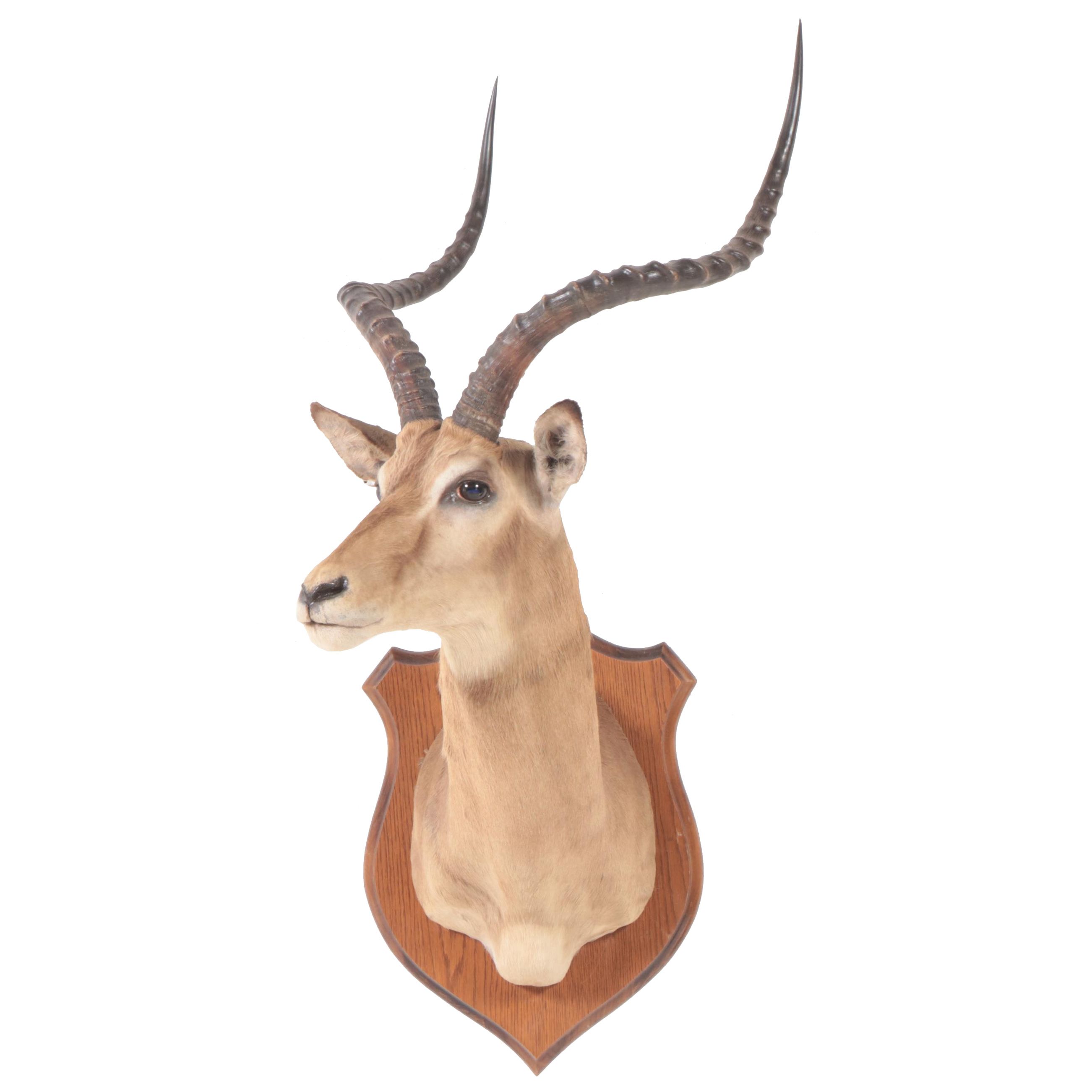Taxidermy Impala Shoulder Mount