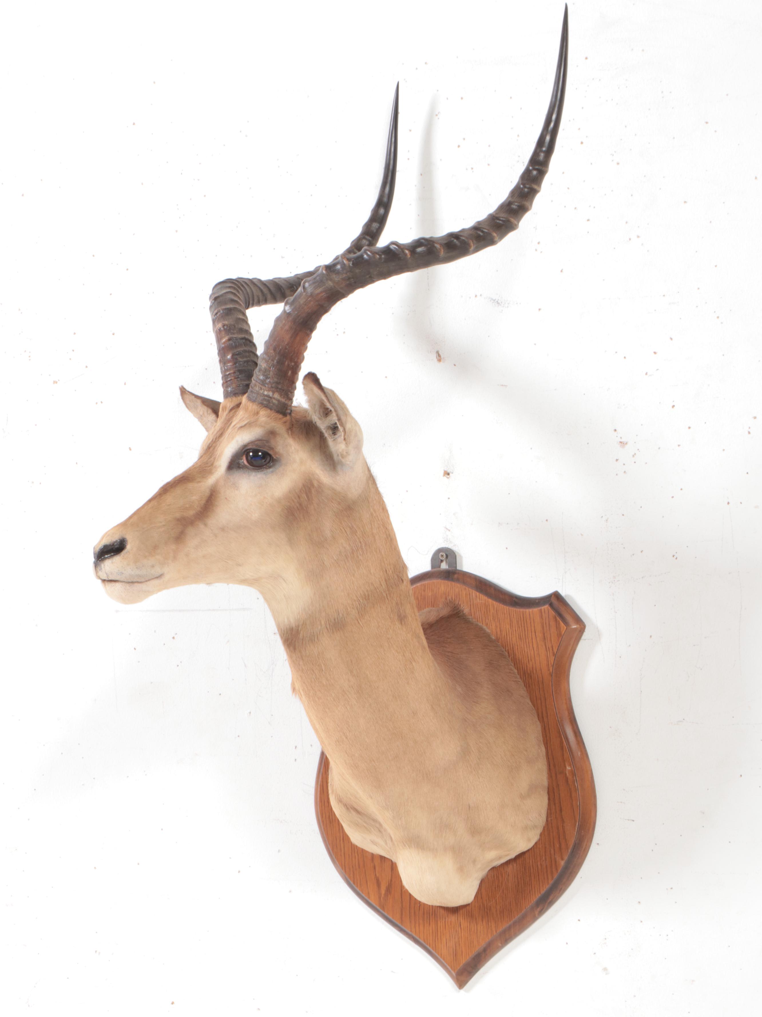 Taxidermy Impala Shoulder Mount