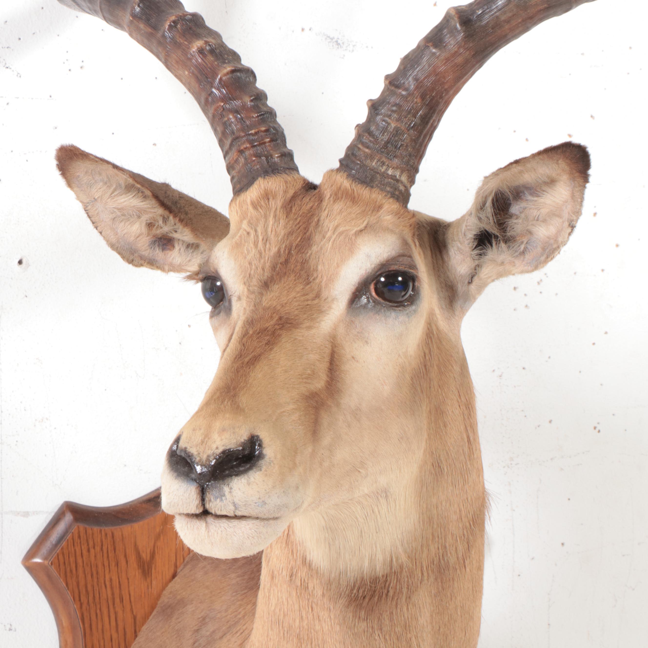 Taxidermy Impala Shoulder Mount
