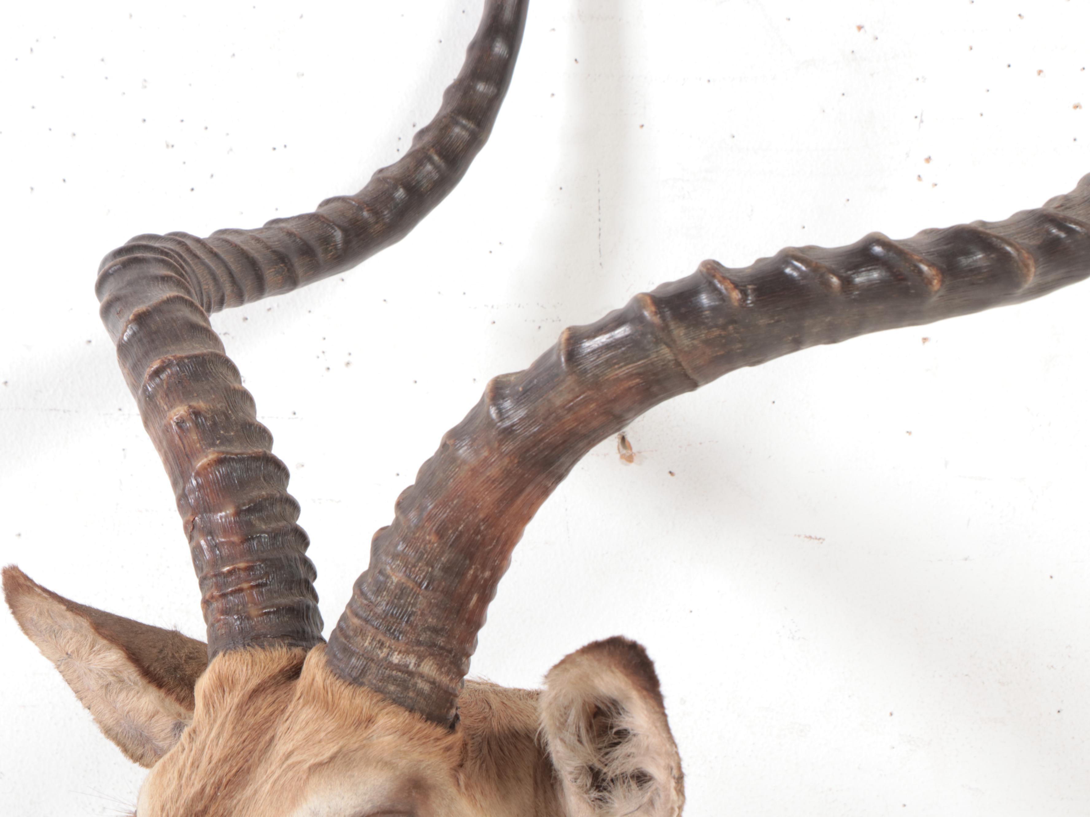 Taxidermy Impala Shoulder Mount