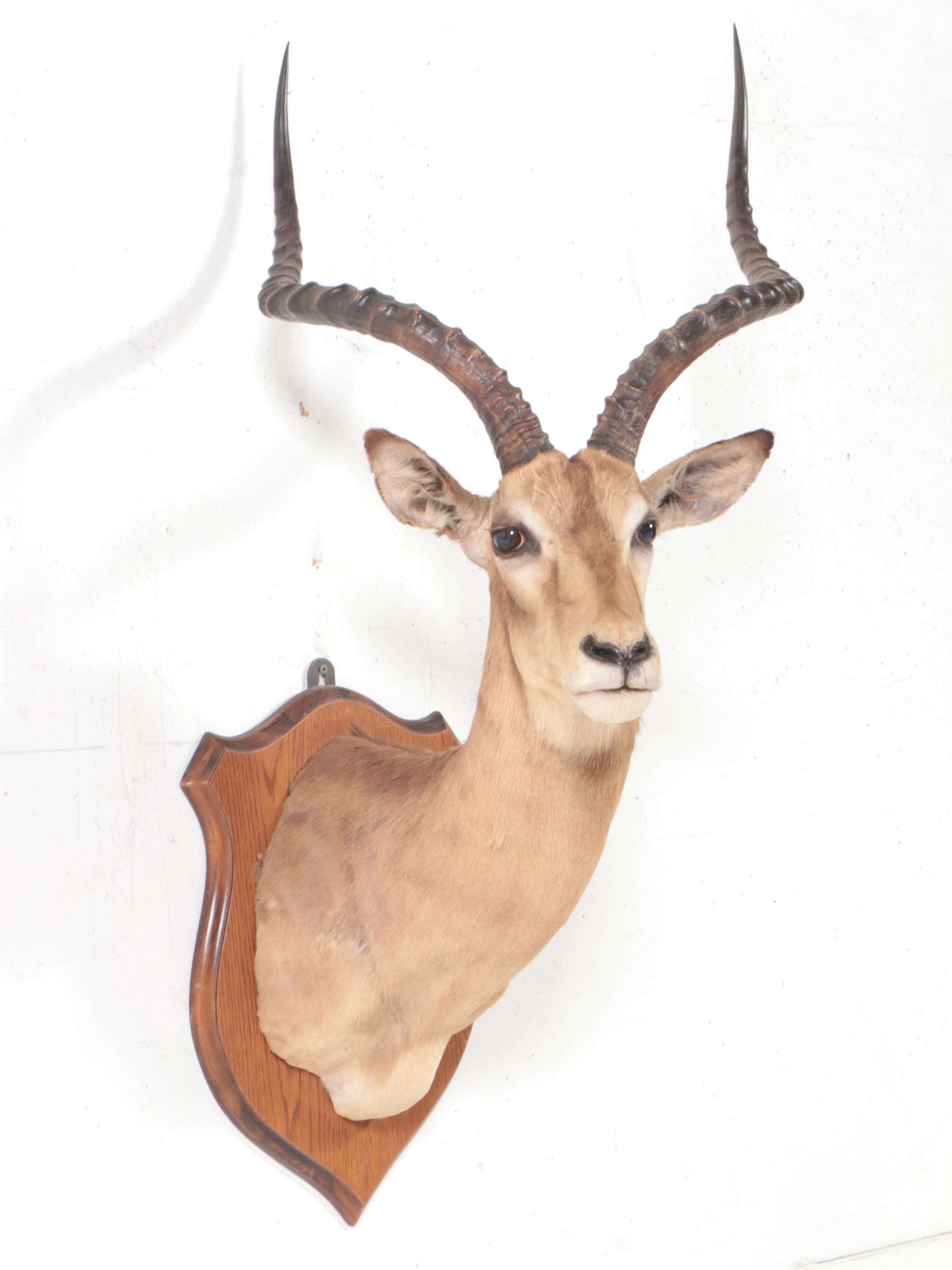 Taxidermy Impala Shoulder Mount