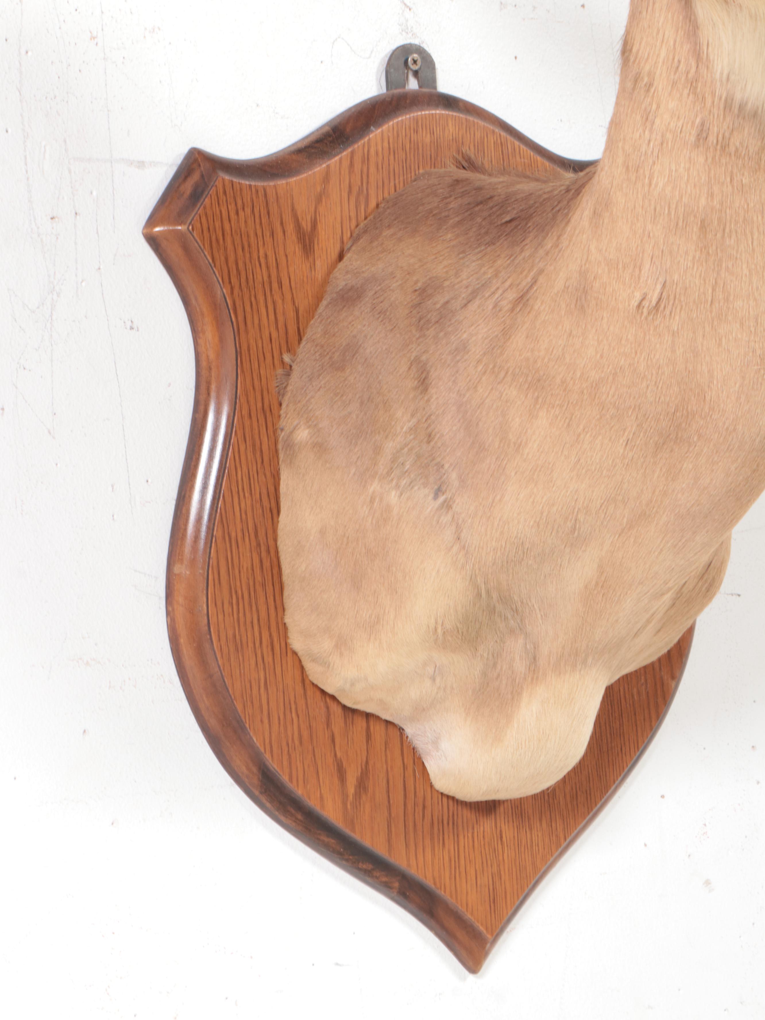 Taxidermy Impala Shoulder Mount