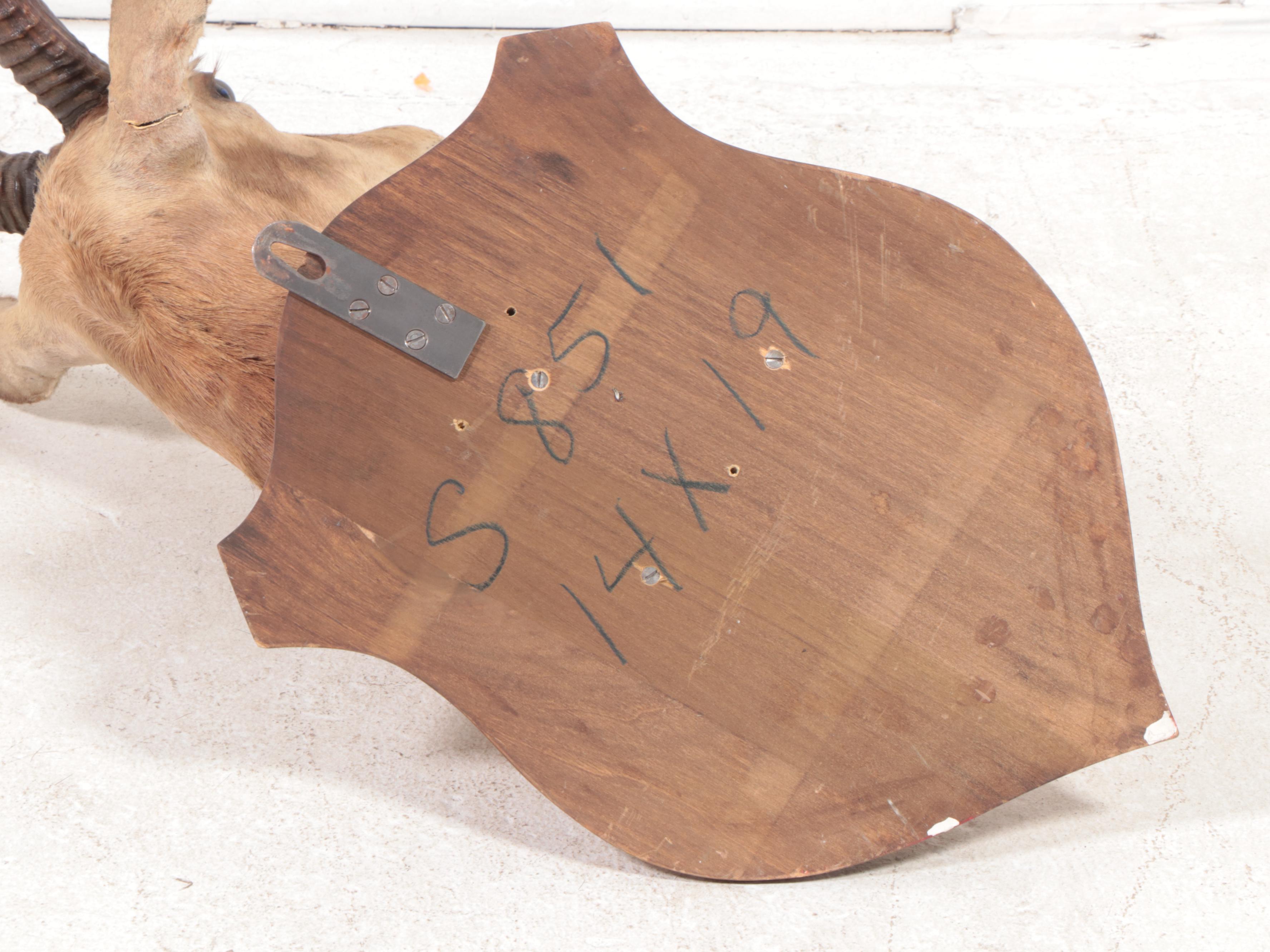 Taxidermy Impala Shoulder Mount