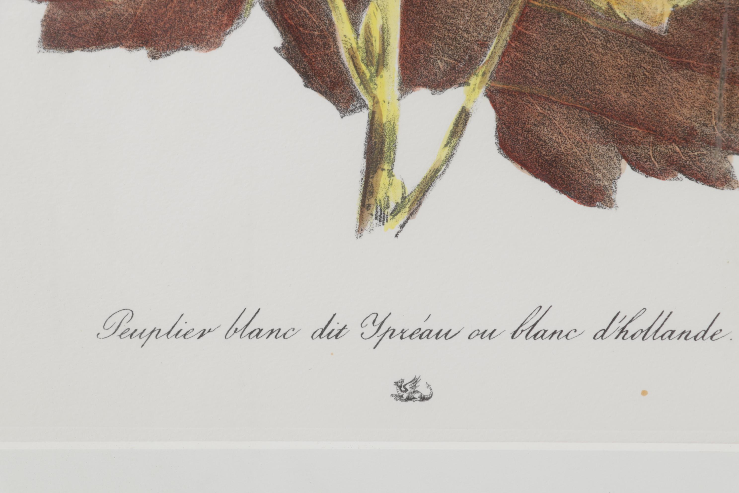 Popular Foliage Hand-Colored Lithographs After Gérard Paul Deshayes