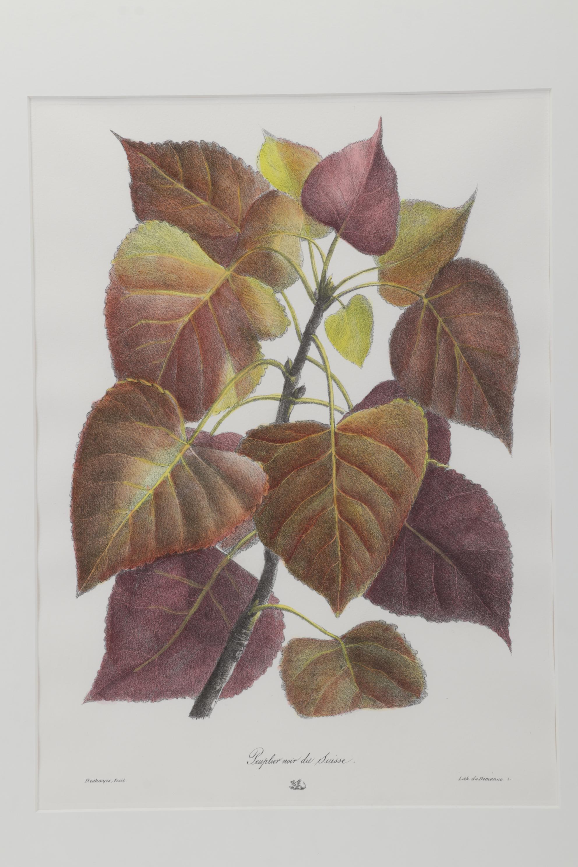 Popular Foliage Hand-Colored Lithographs After Gérard Paul Deshayes