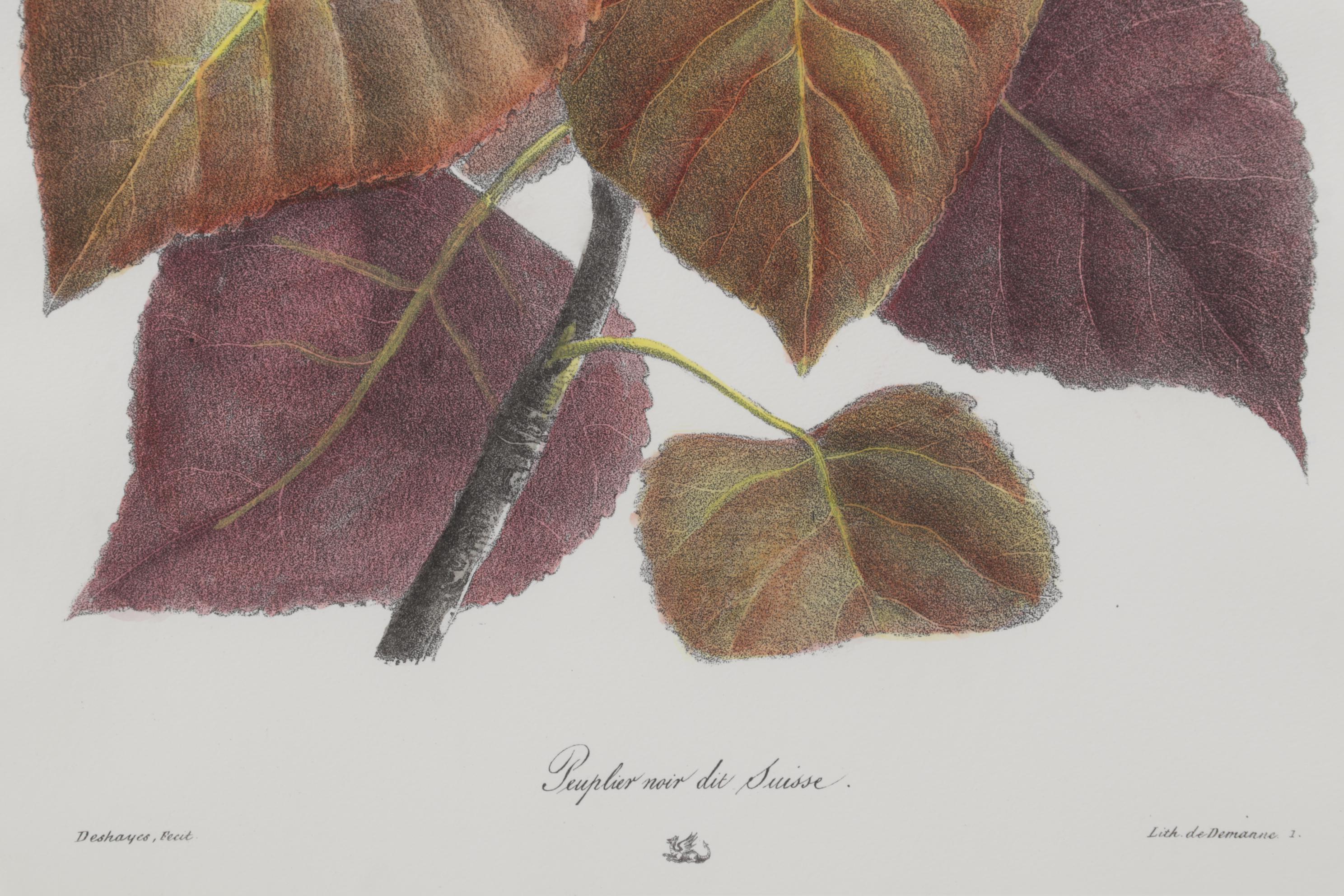 Popular Foliage Hand-Colored Lithographs After Gérard Paul Deshayes