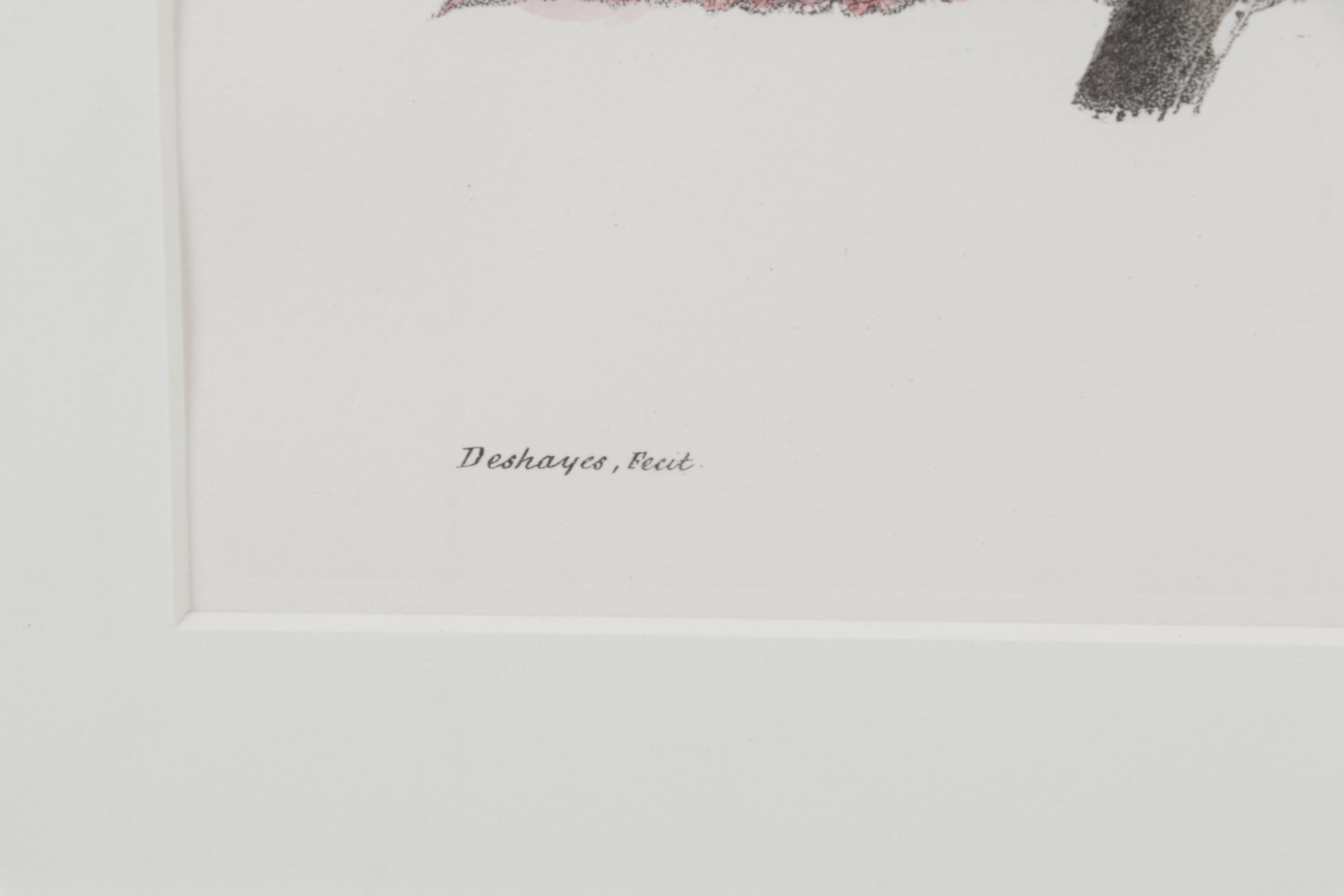 Popular Foliage Hand-Colored Lithographs After Gérard Paul Deshayes