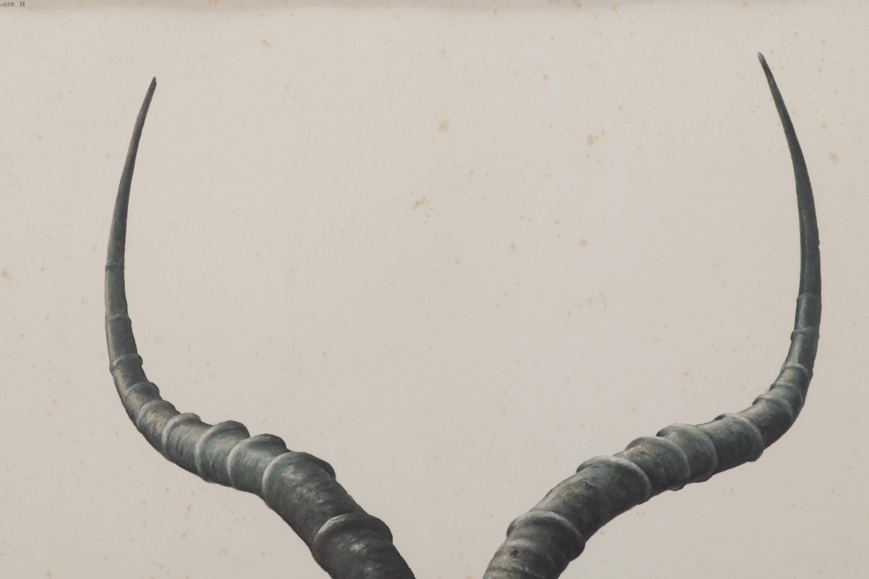 Ray Harm Offset Lithograph "Impala," Circa 1970