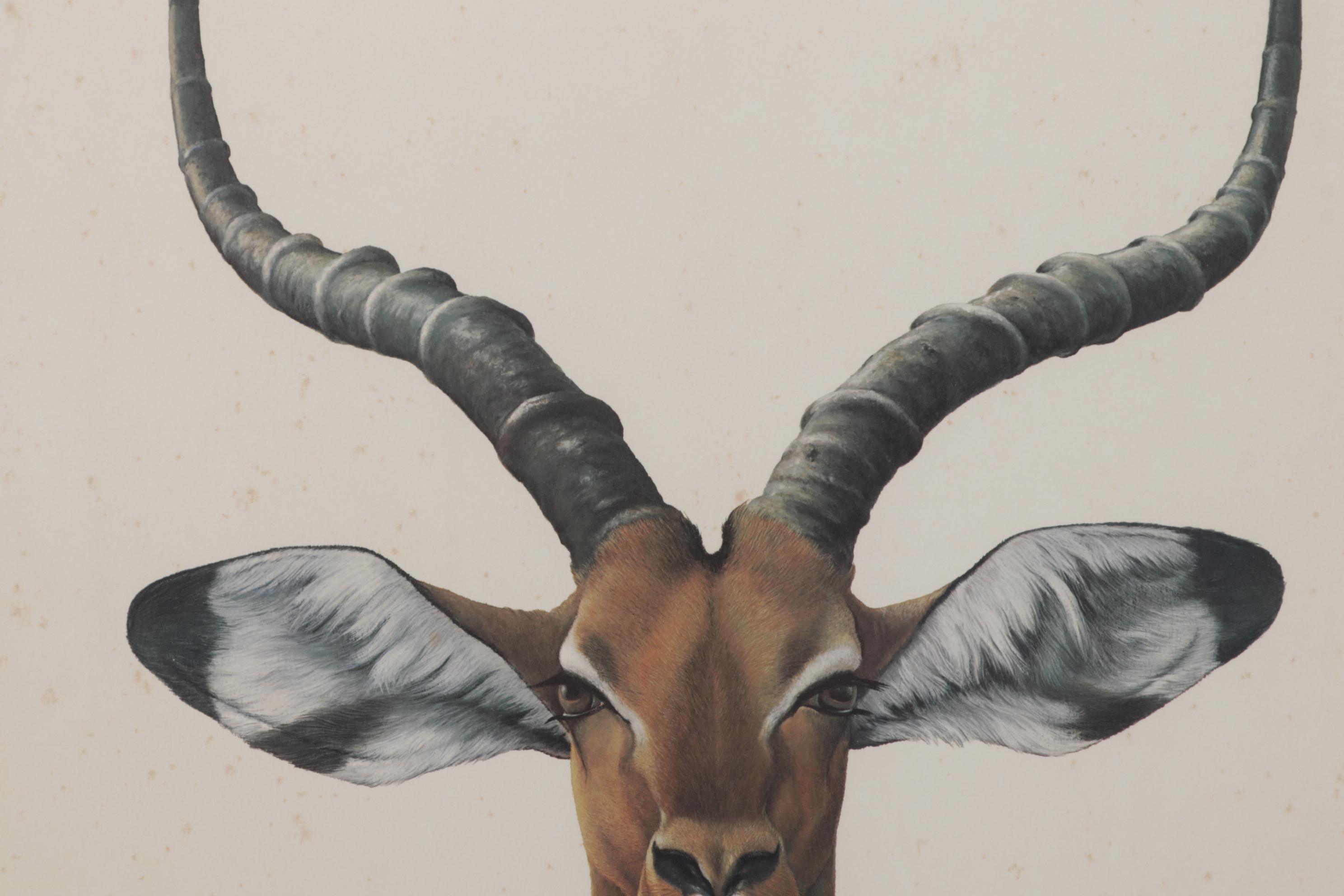 Ray Harm Offset Lithograph "Impala," Circa 1970