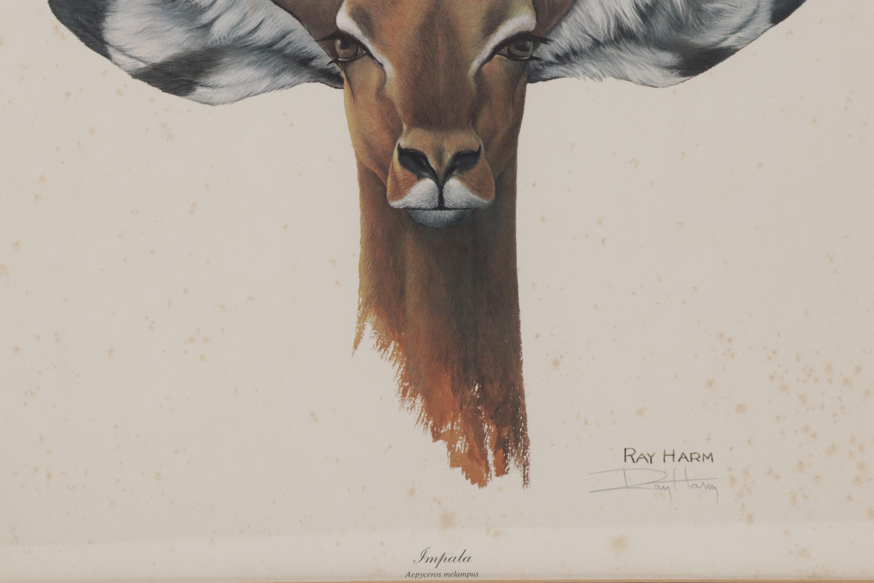 Ray Harm Offset Lithograph "Impala," Circa 1970